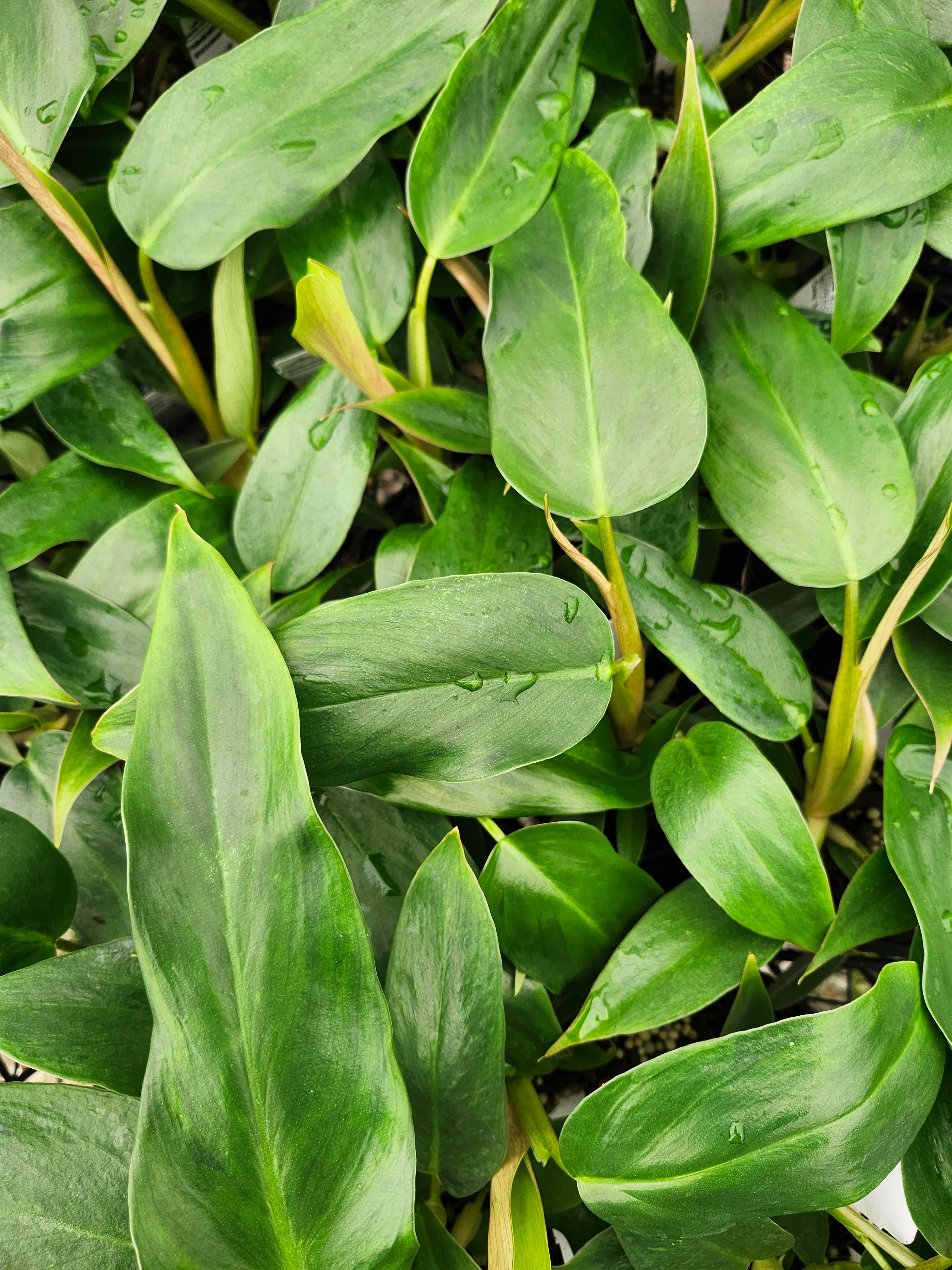 Philodendron Mexicanum (3in)-Growers Choice - Image 5
