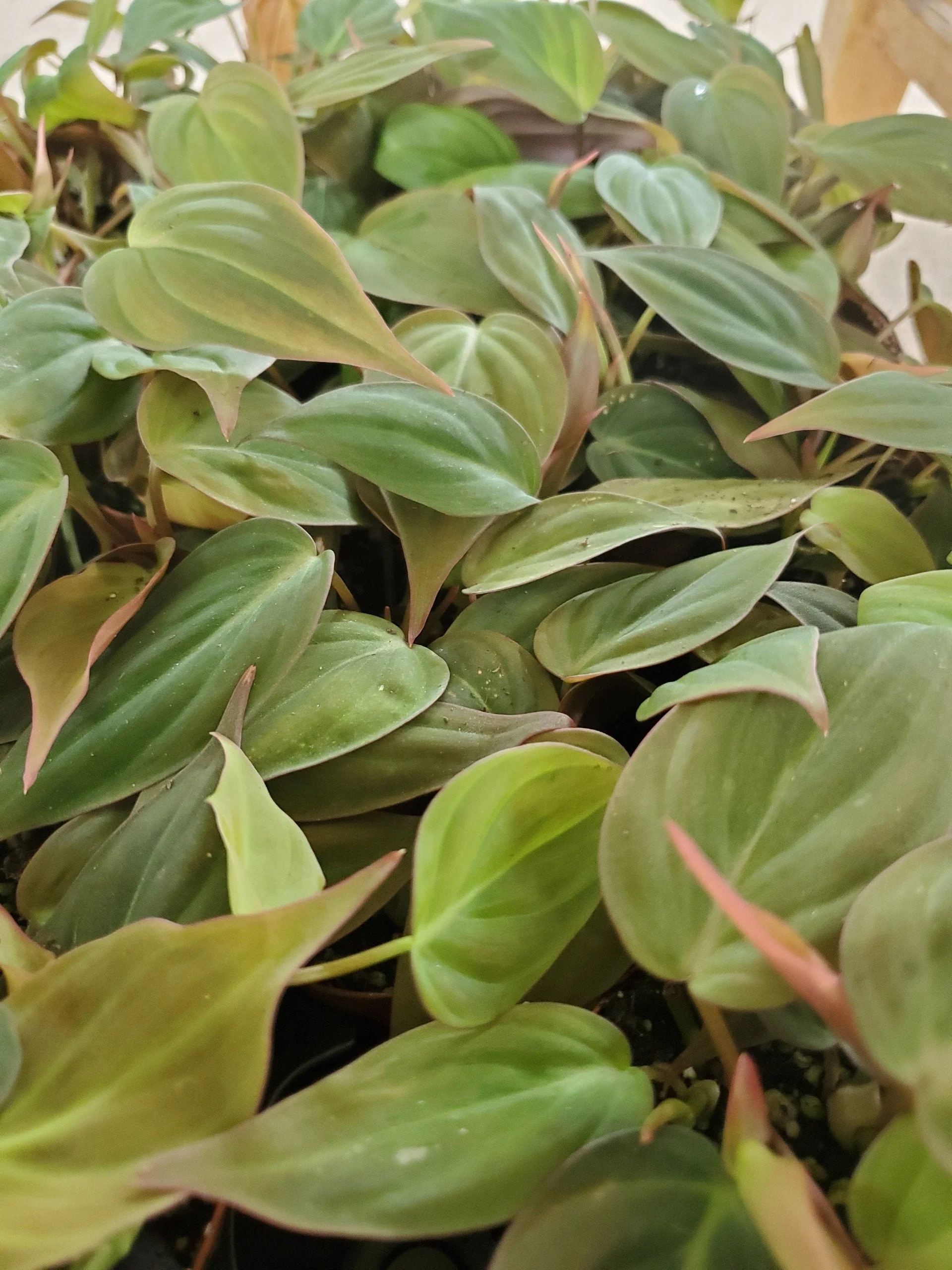 Philodendron Micans - Image 4