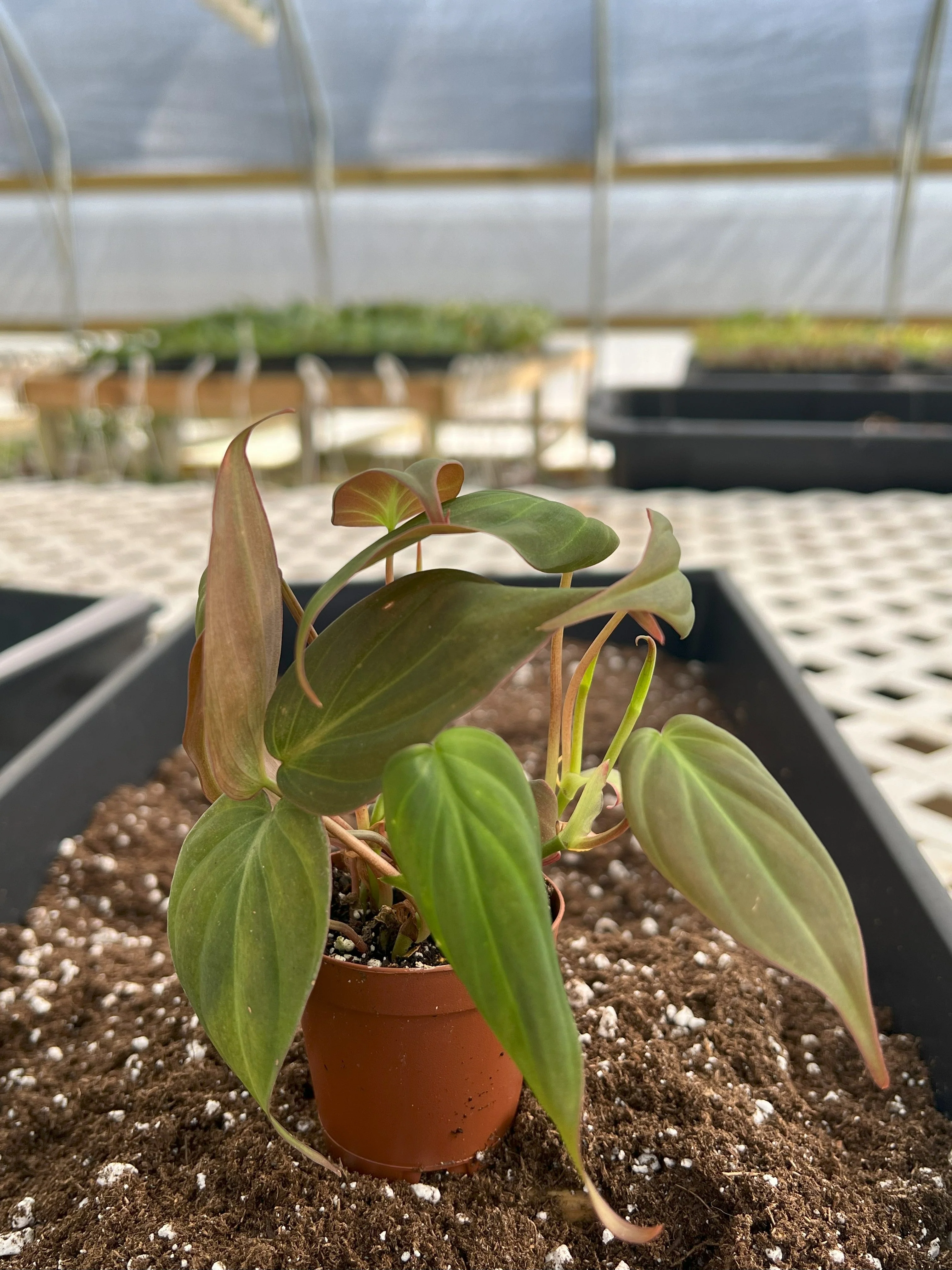 Philodendron Micans - Image 6