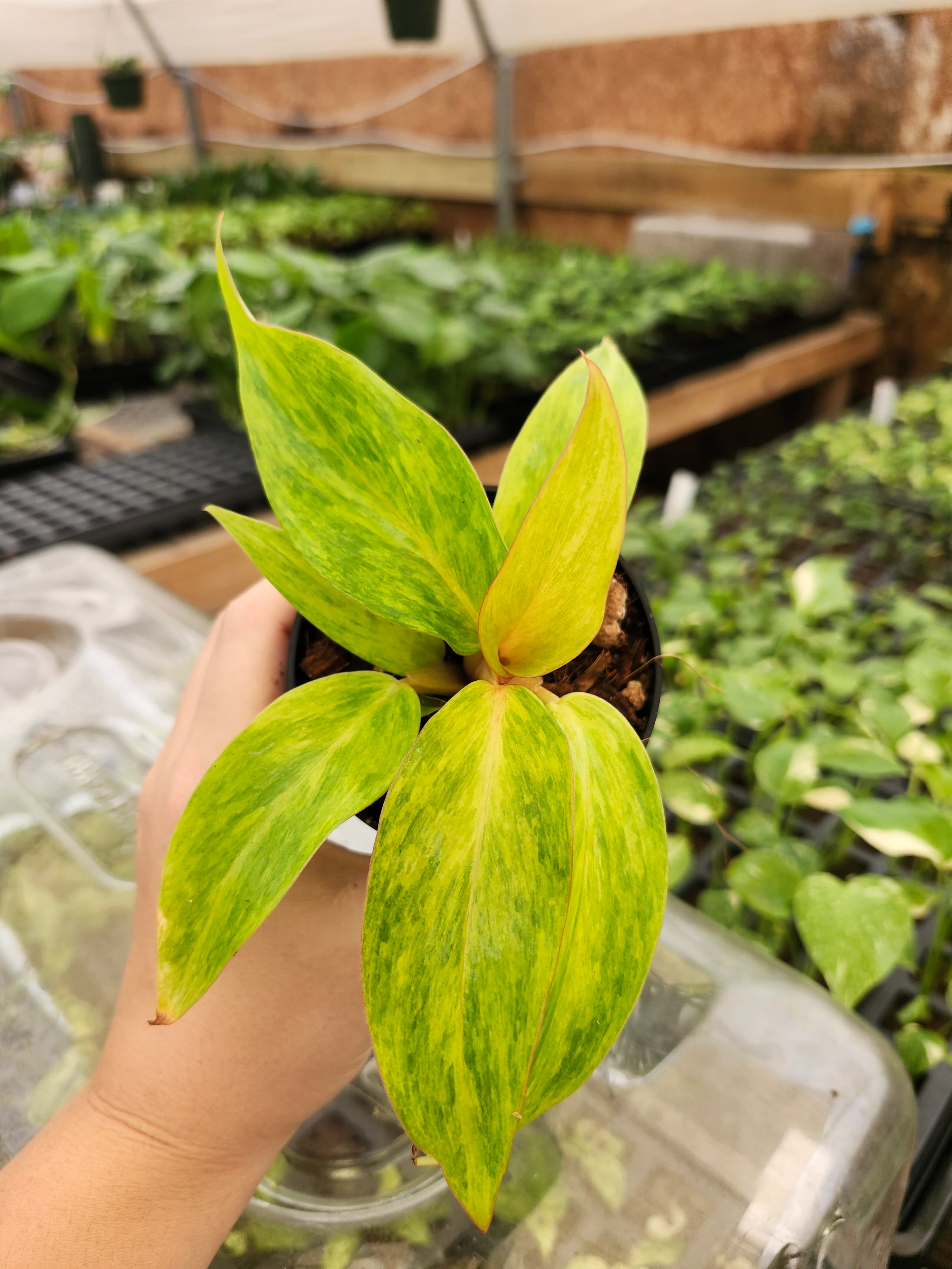 Philodendron Orange Marmalade