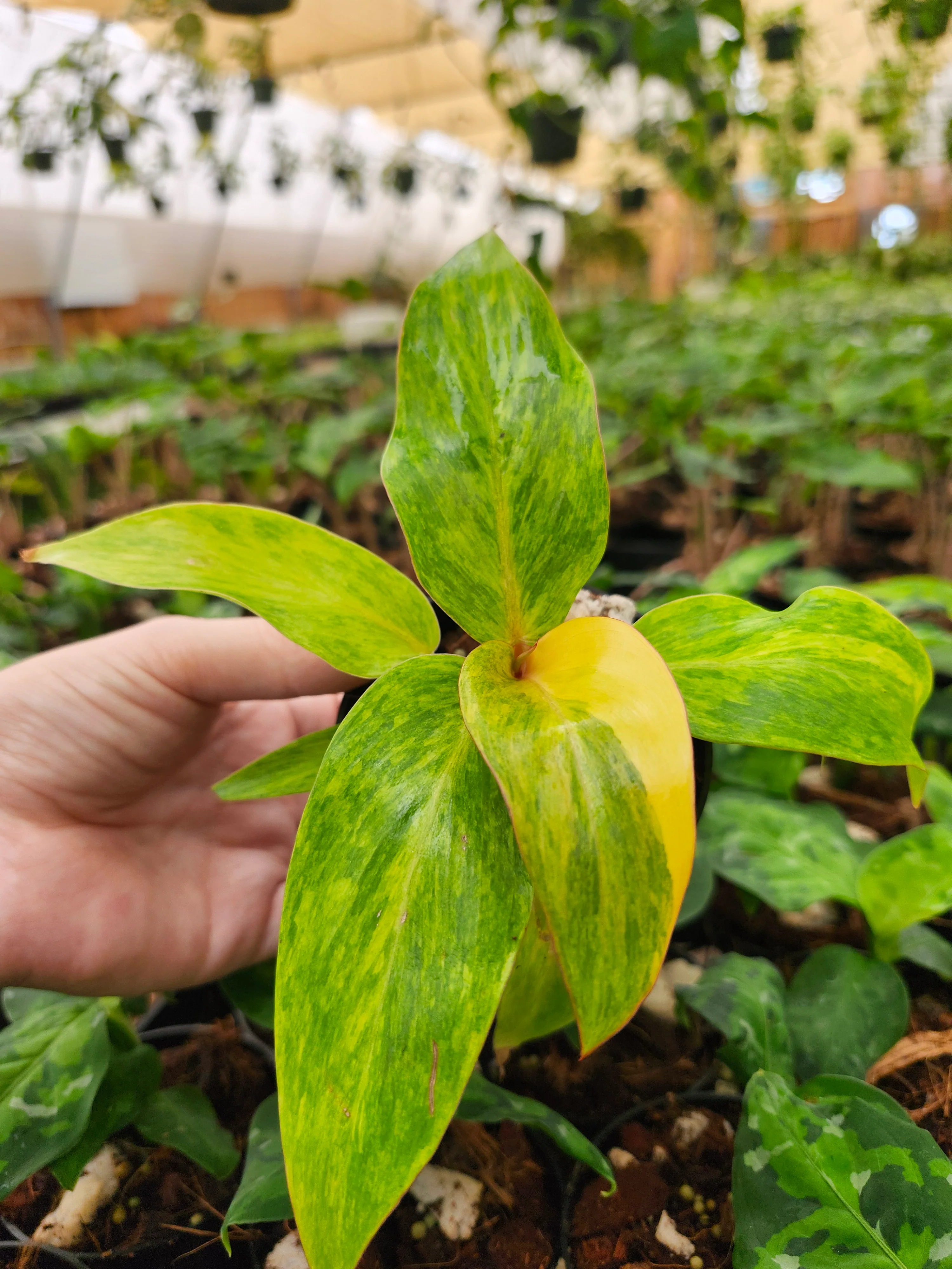 Philodendron Orange Marmalade - Image 10
