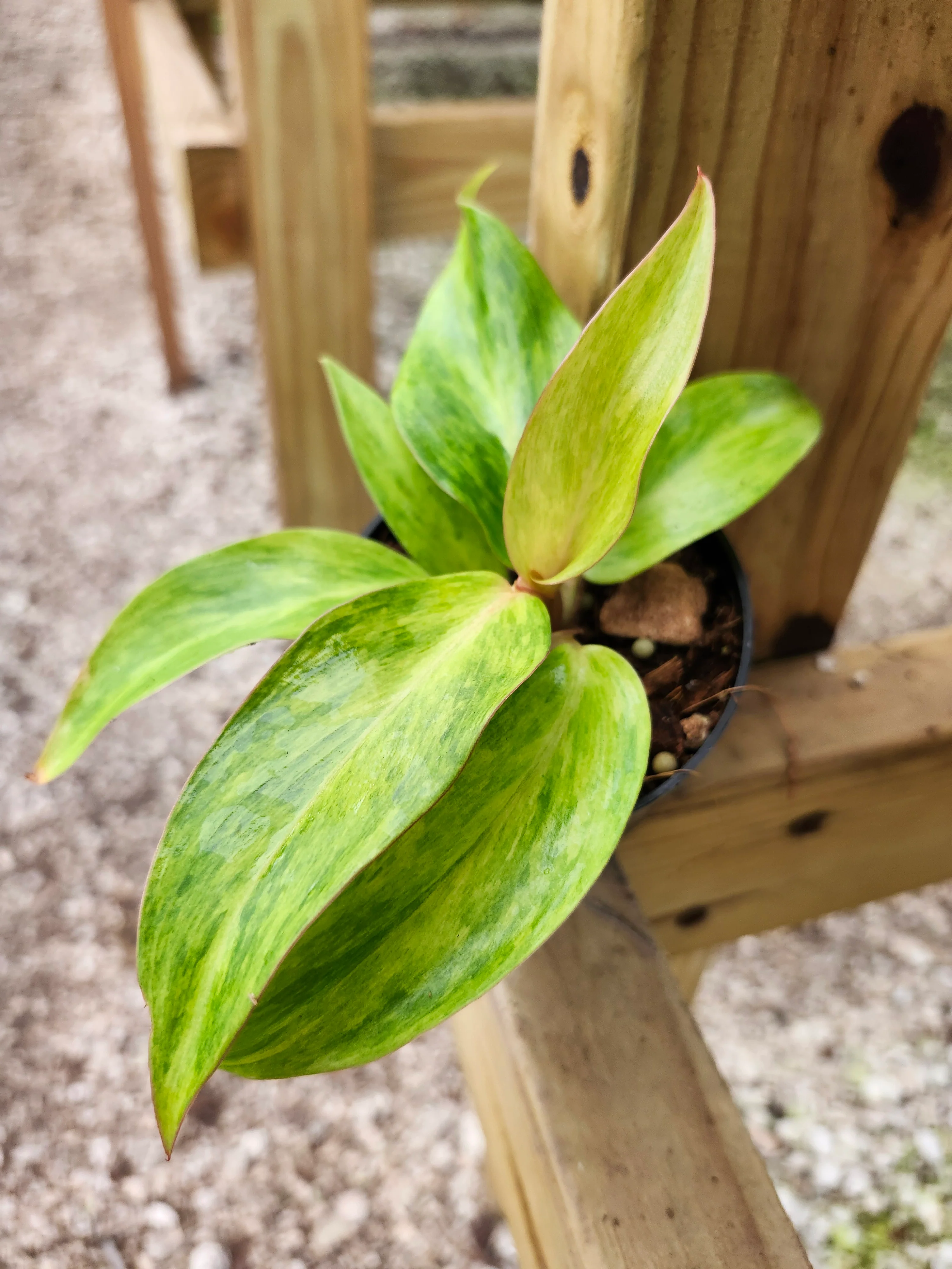 Philodendron Orange Marmalade - Image 11