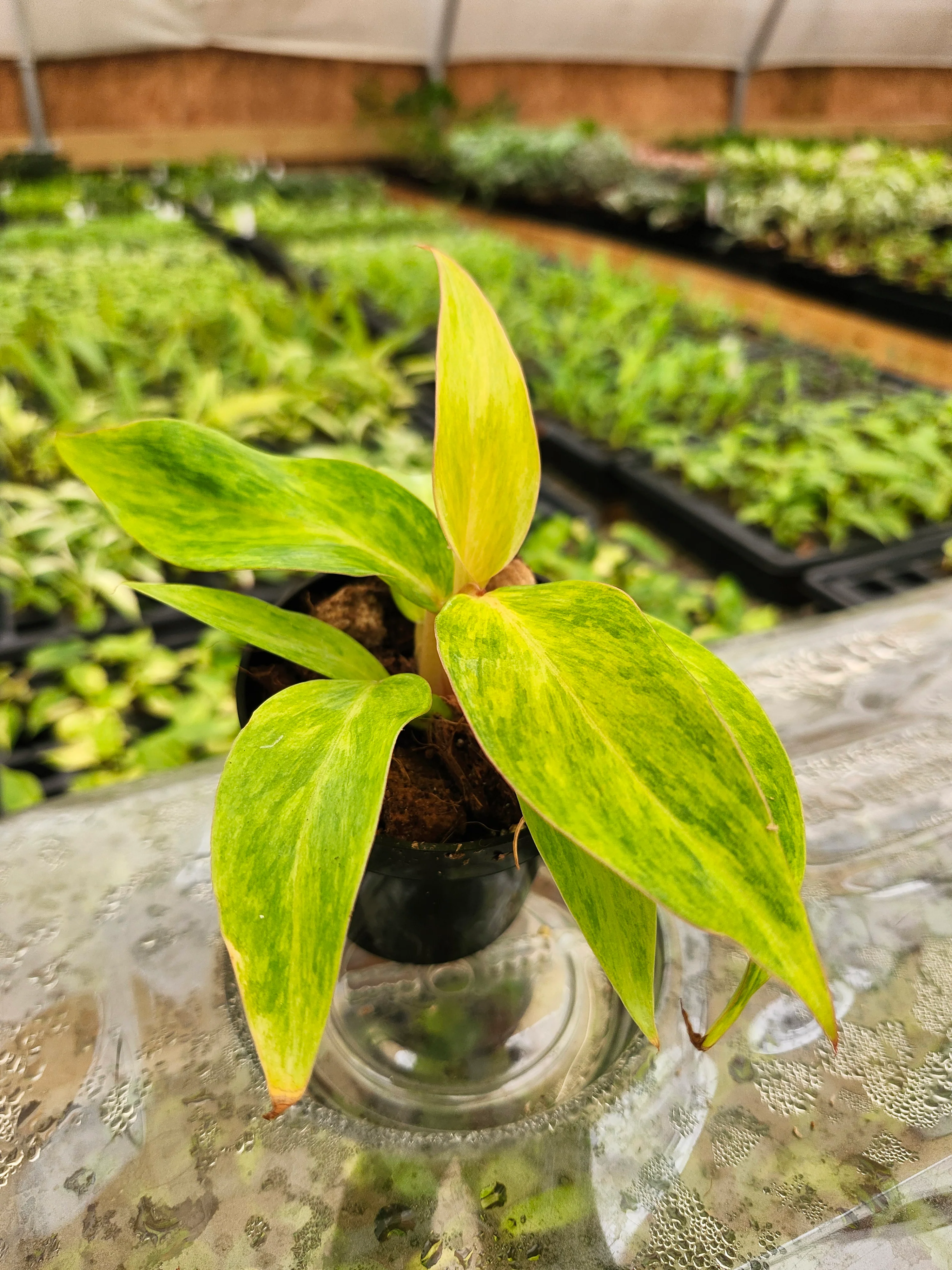 Philodendron Orange Marmalade - Image 12