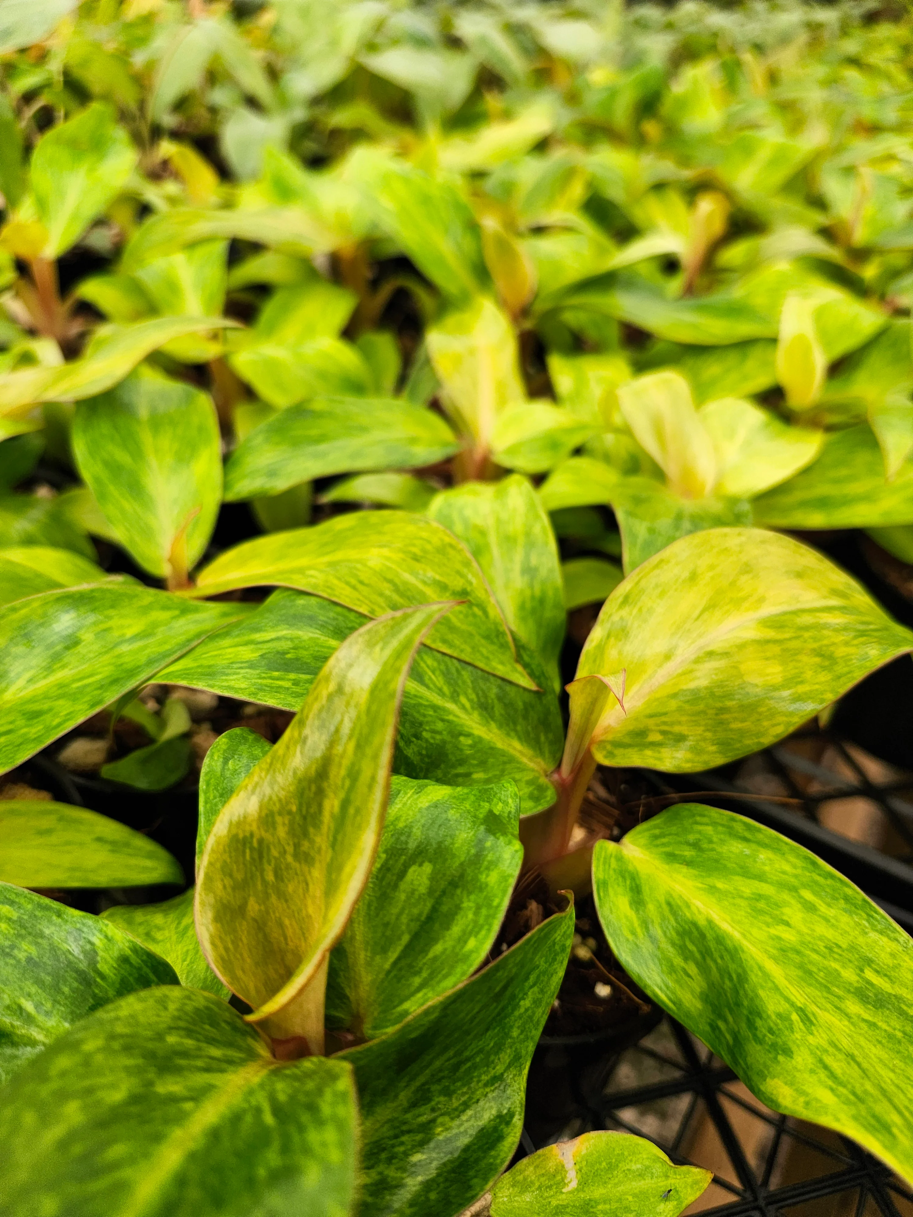 Philodendron Orange Marmalade - Image 2