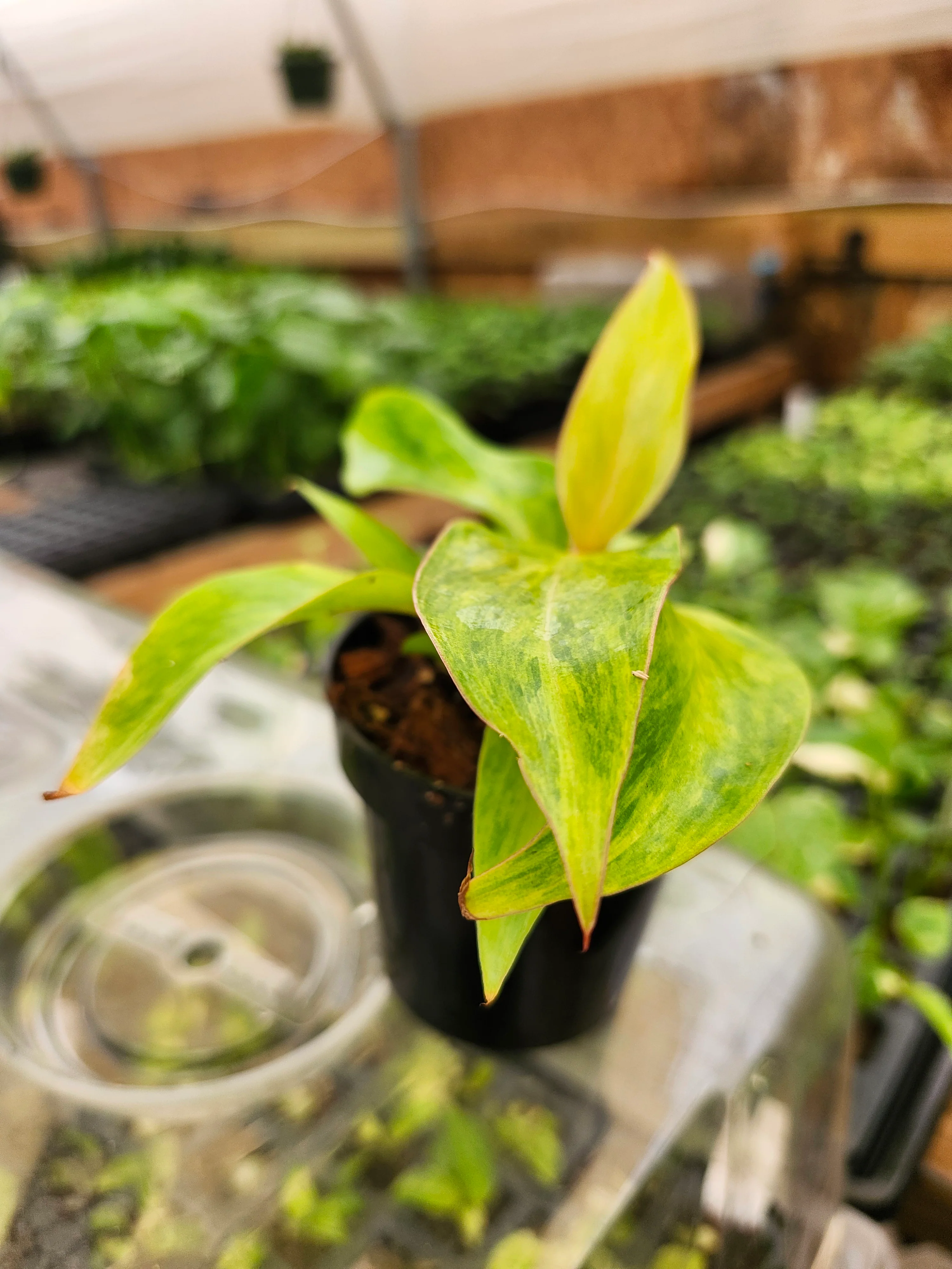 Philodendron Orange Marmalade - Image 3