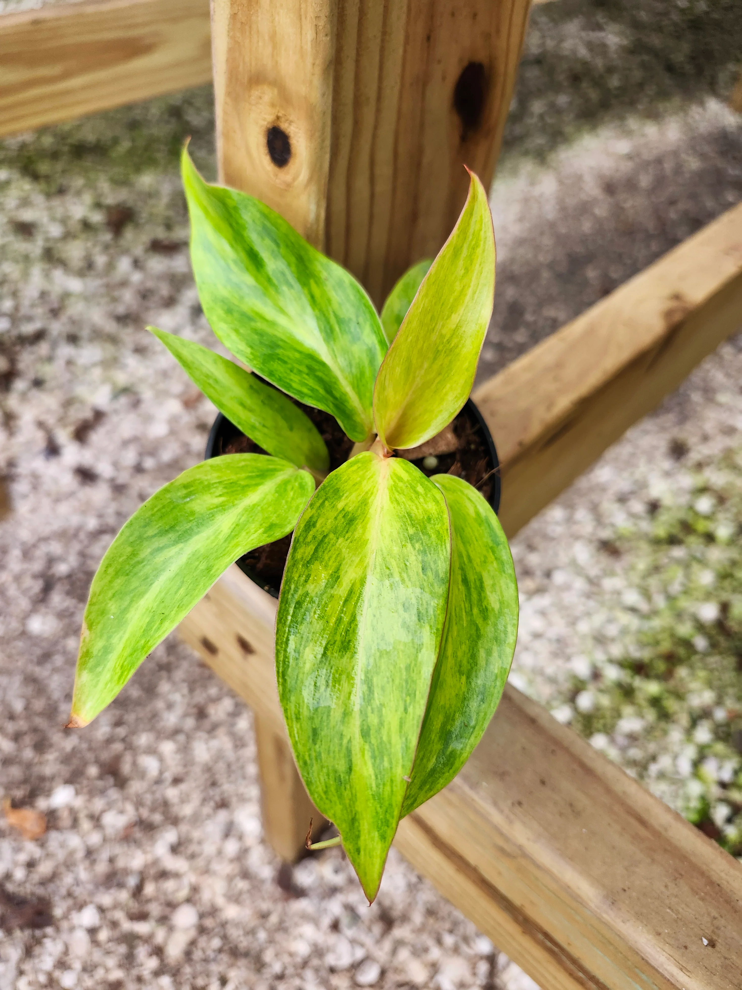 Philodendron Orange Marmalade - Image 7