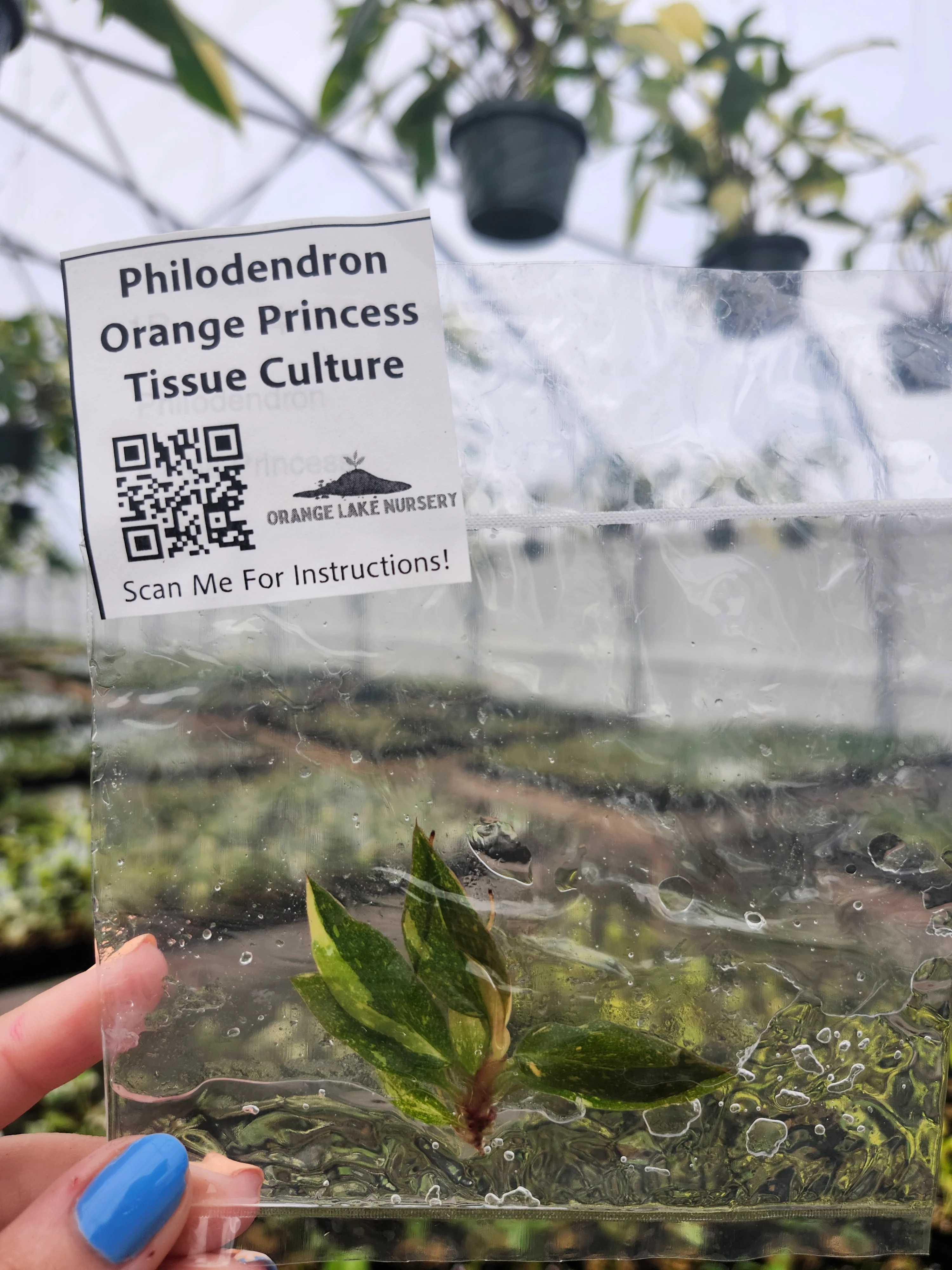 Philodendron Variegated Orange Princess Tissue Culture
