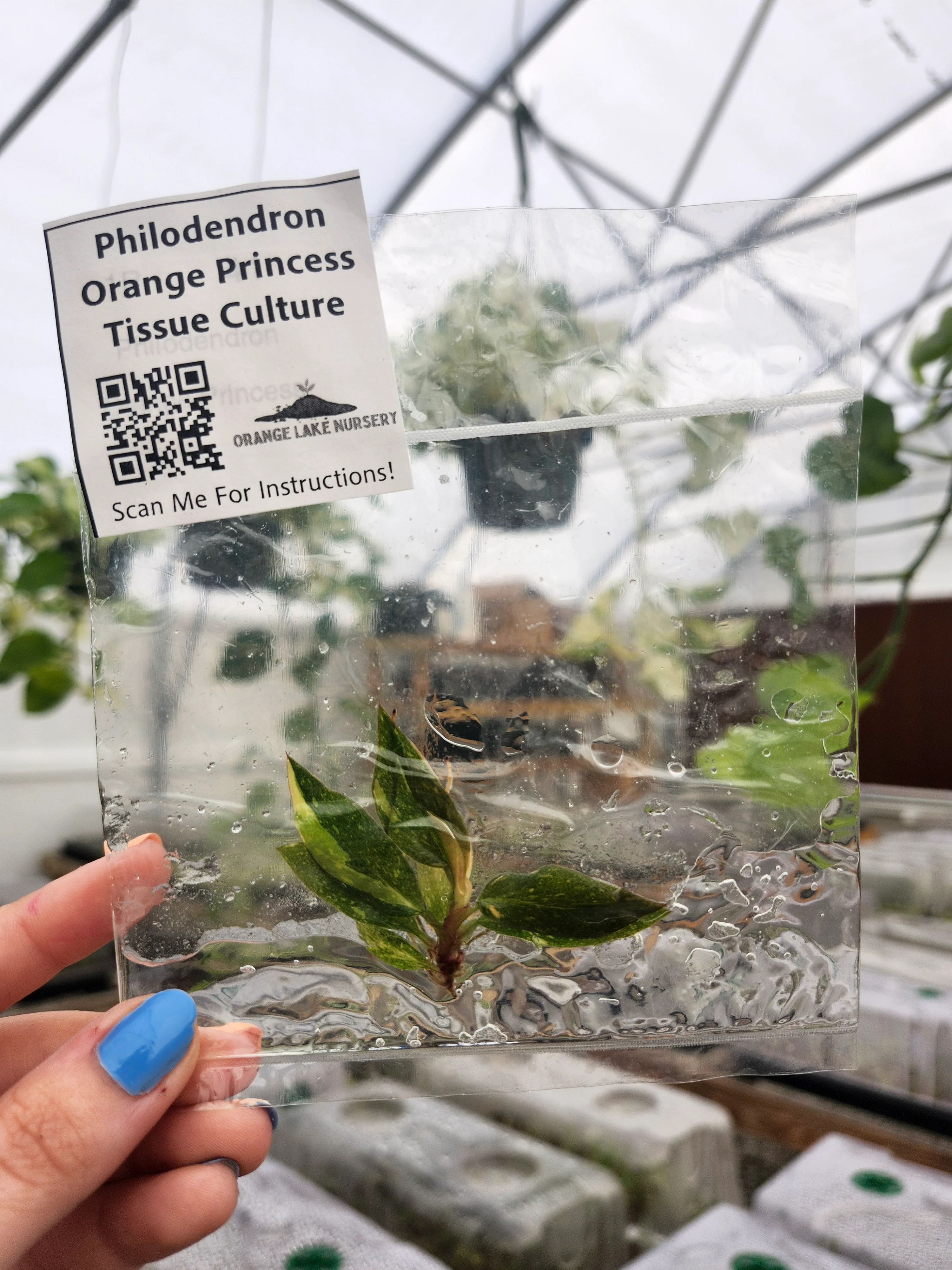 Philodendron Variegated Orange Princess Tissue Culture - Image 5