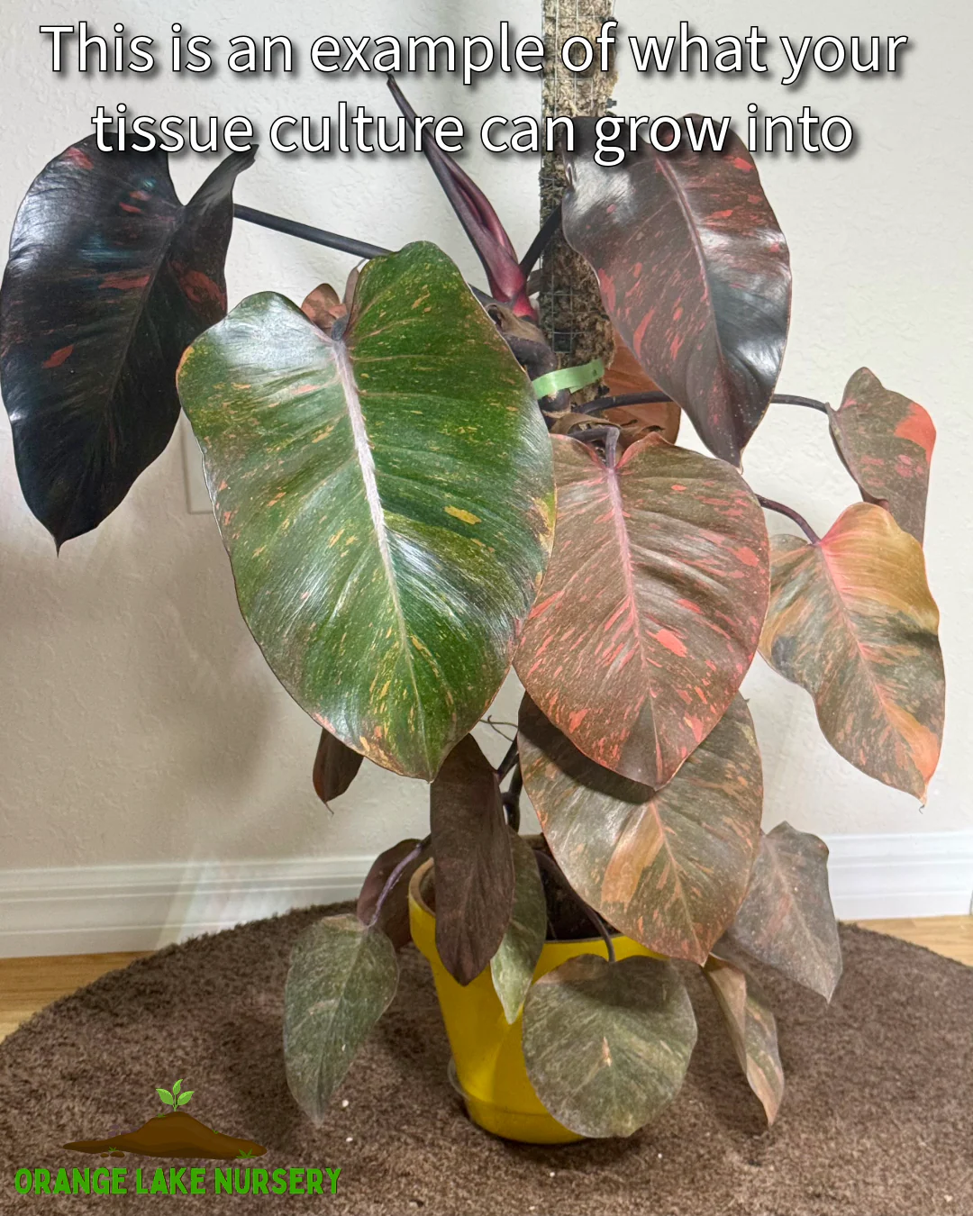 Philodendron Variegated Orange Princess Tissue Culture - Image 6