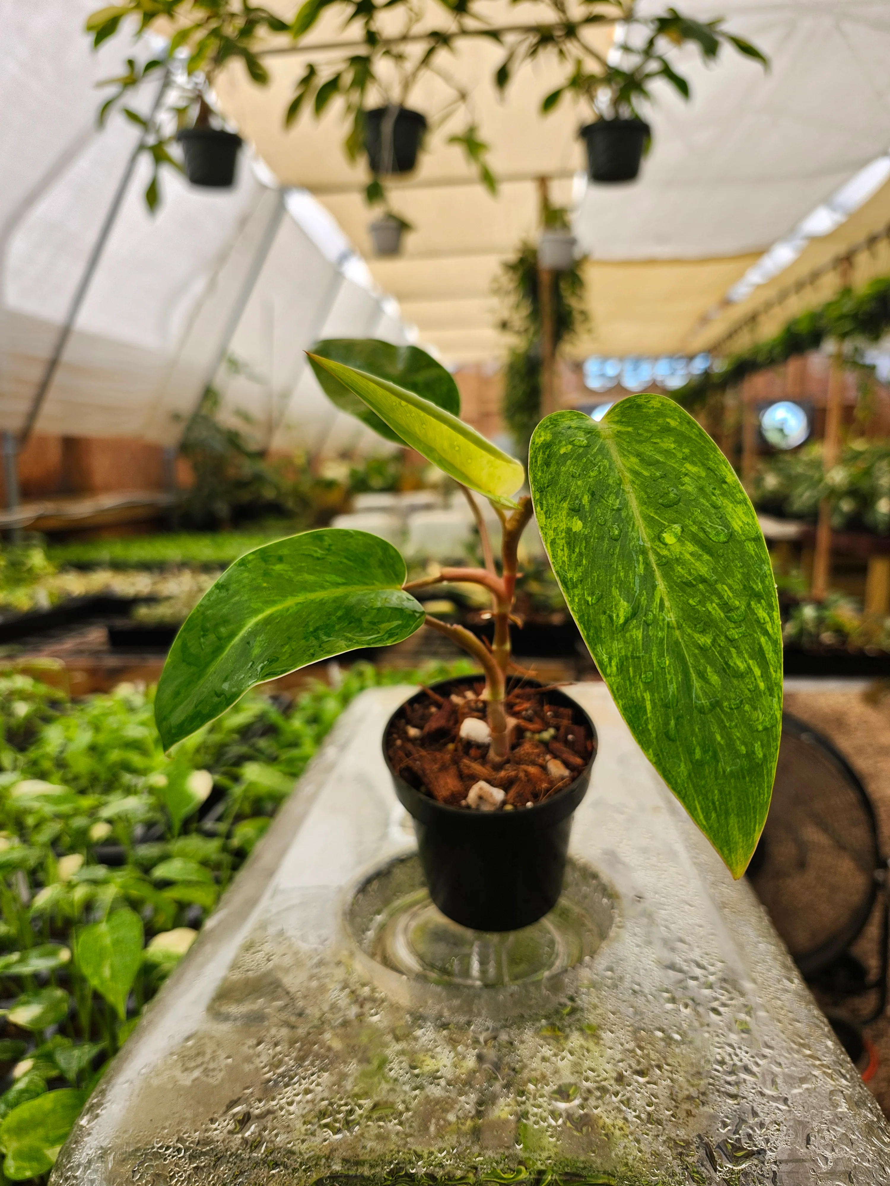 Philodendron Painted Lady