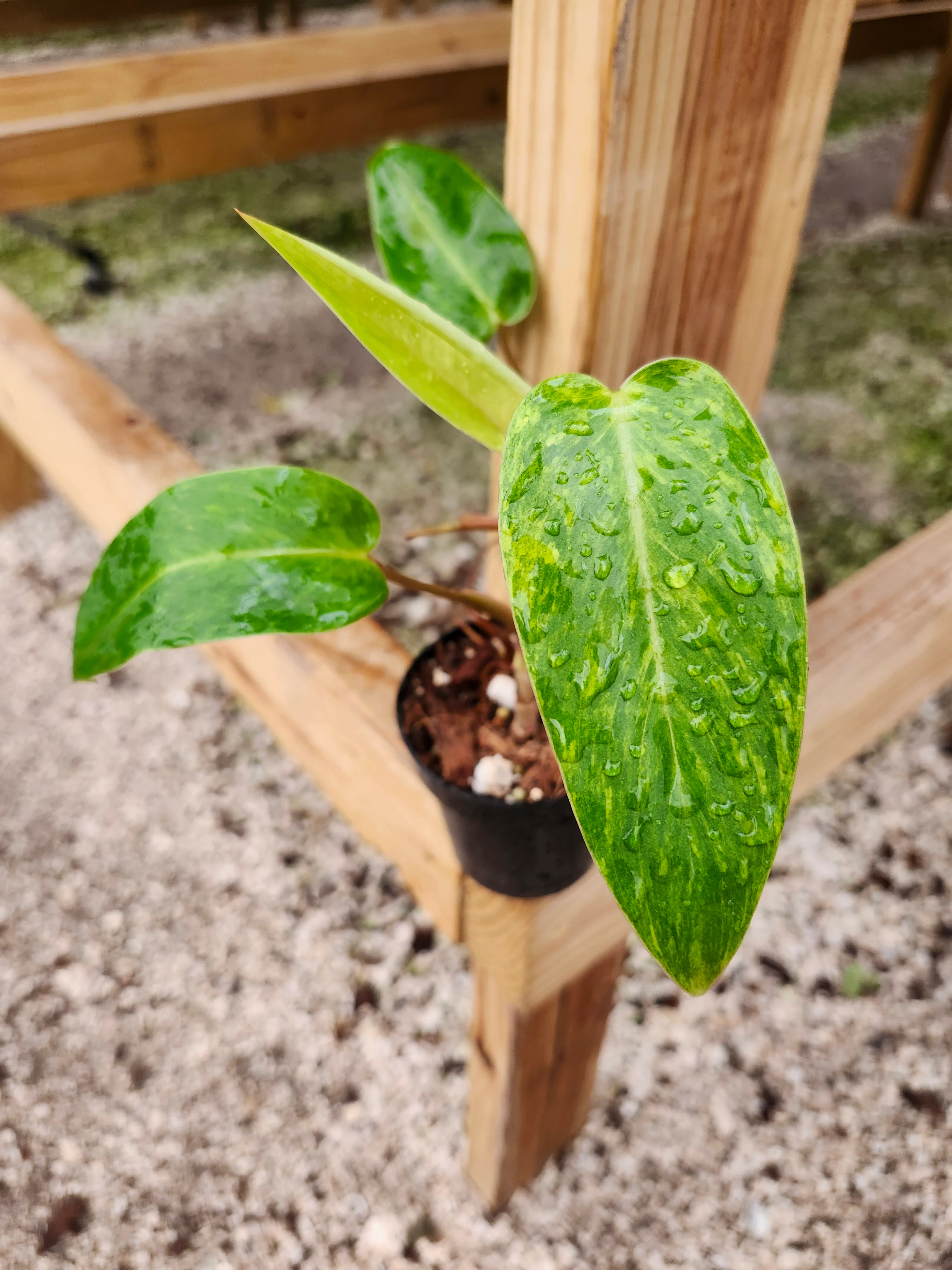 Philodendron Painted Lady - Image 10