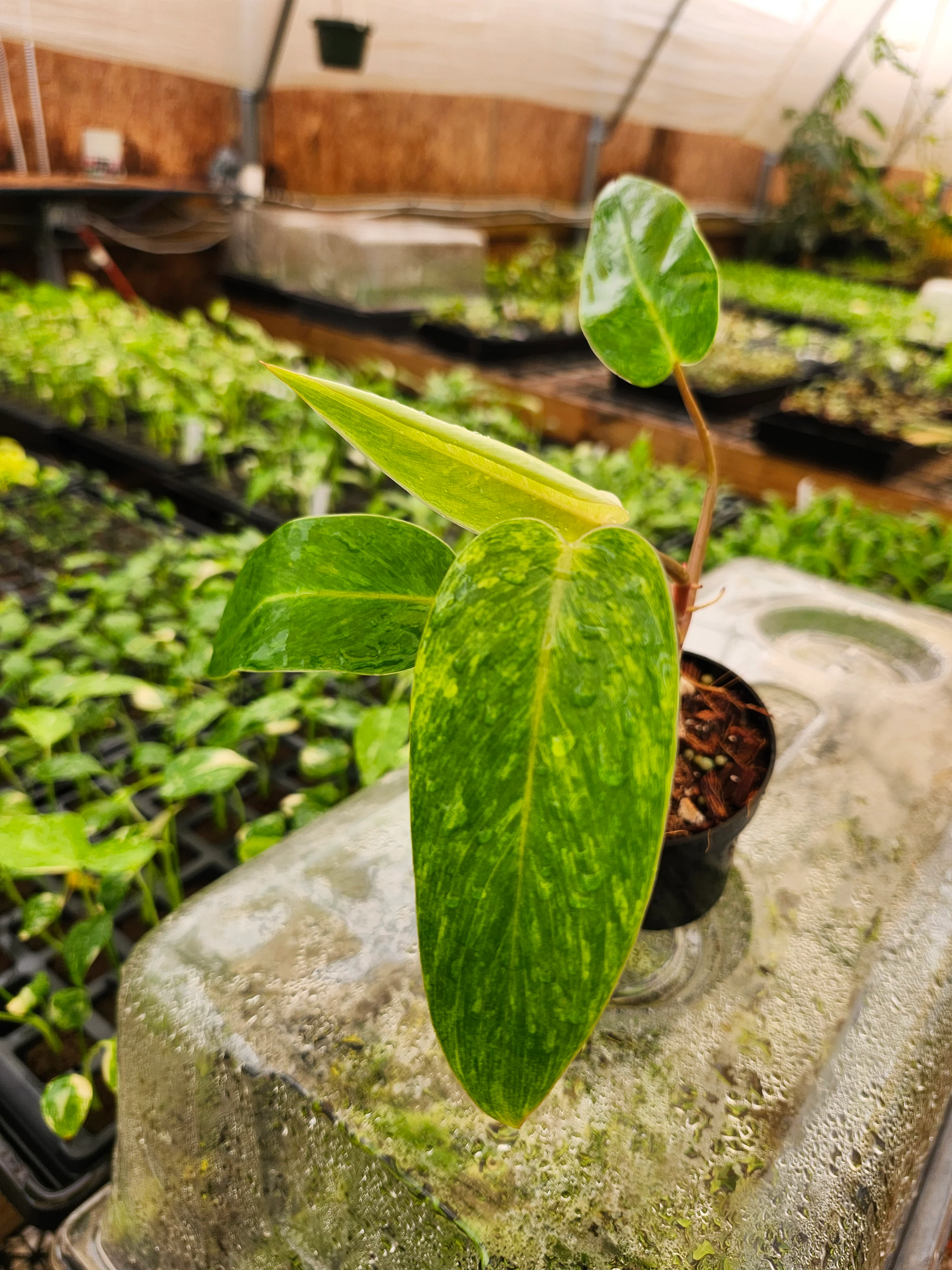 Philodendron Painted Lady - Image 11