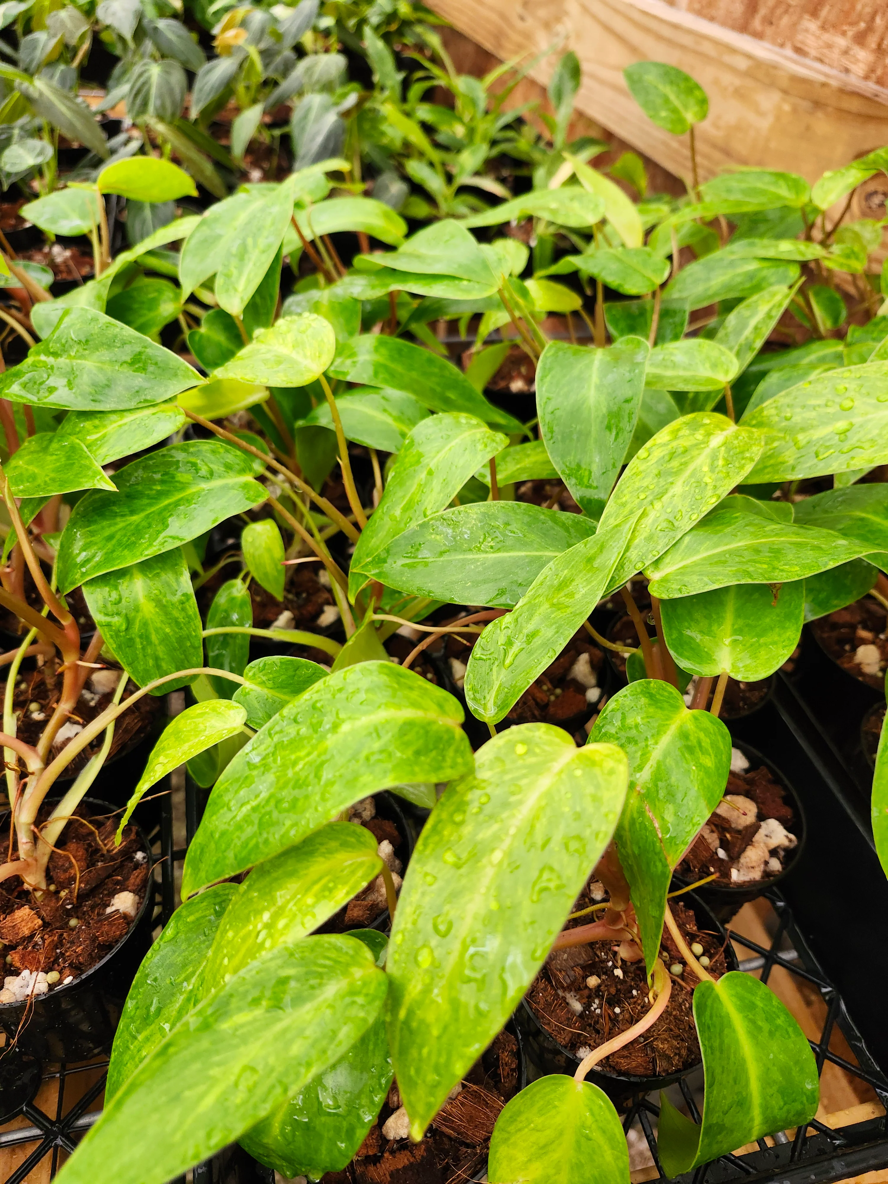 Philodendron Painted Lady - Image 14