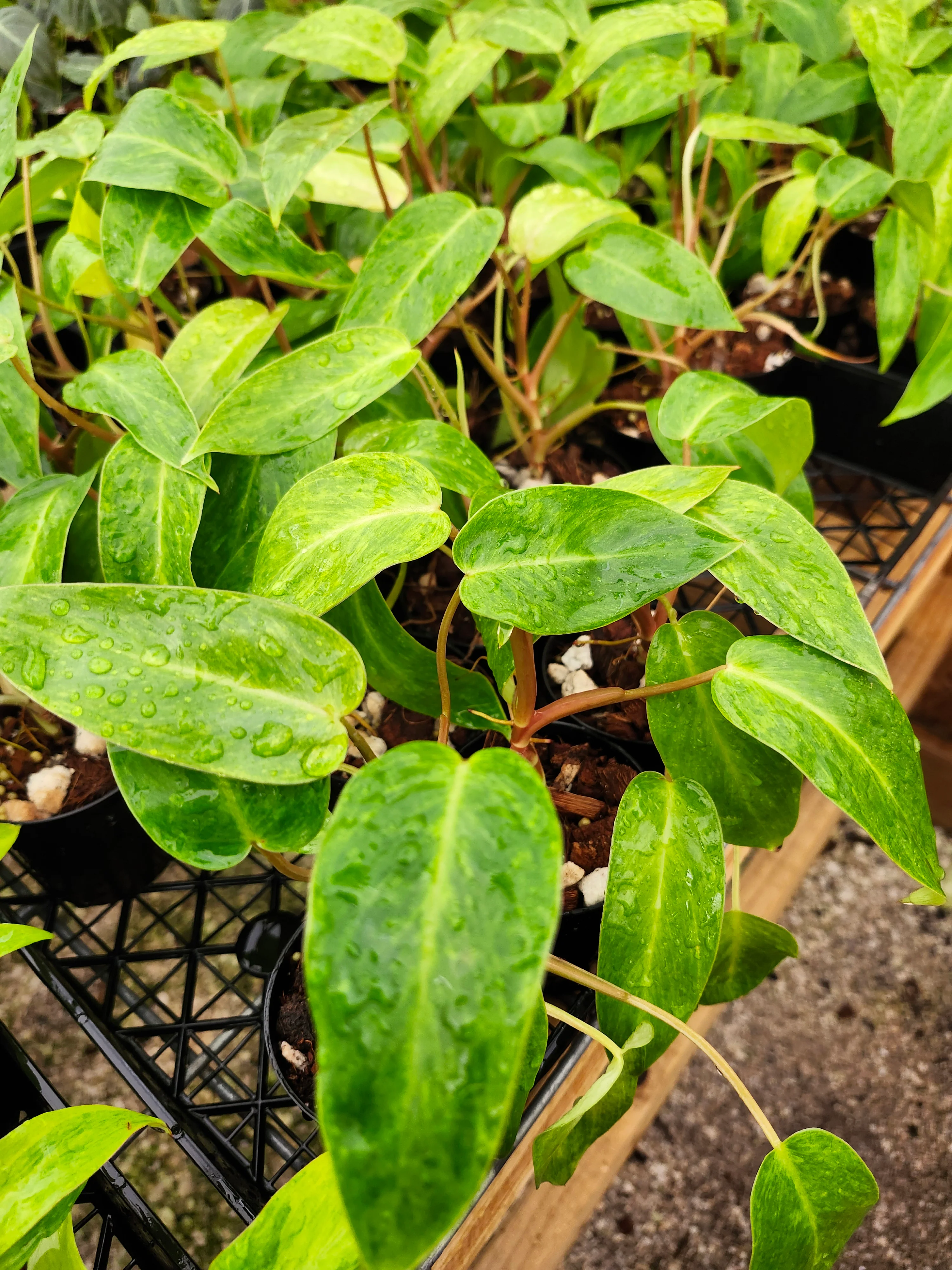 Philodendron Painted Lady - Image 2