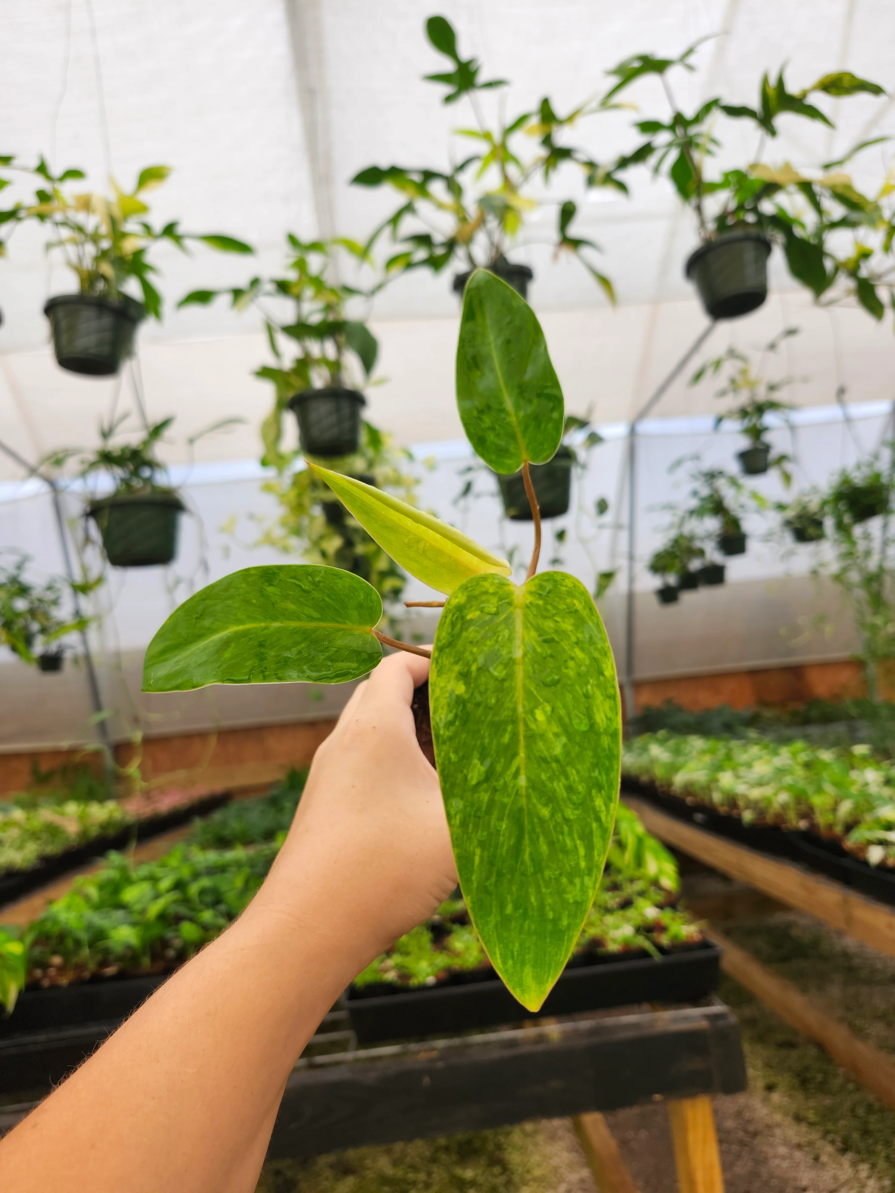 Philodendron Painted Lady - Image 3