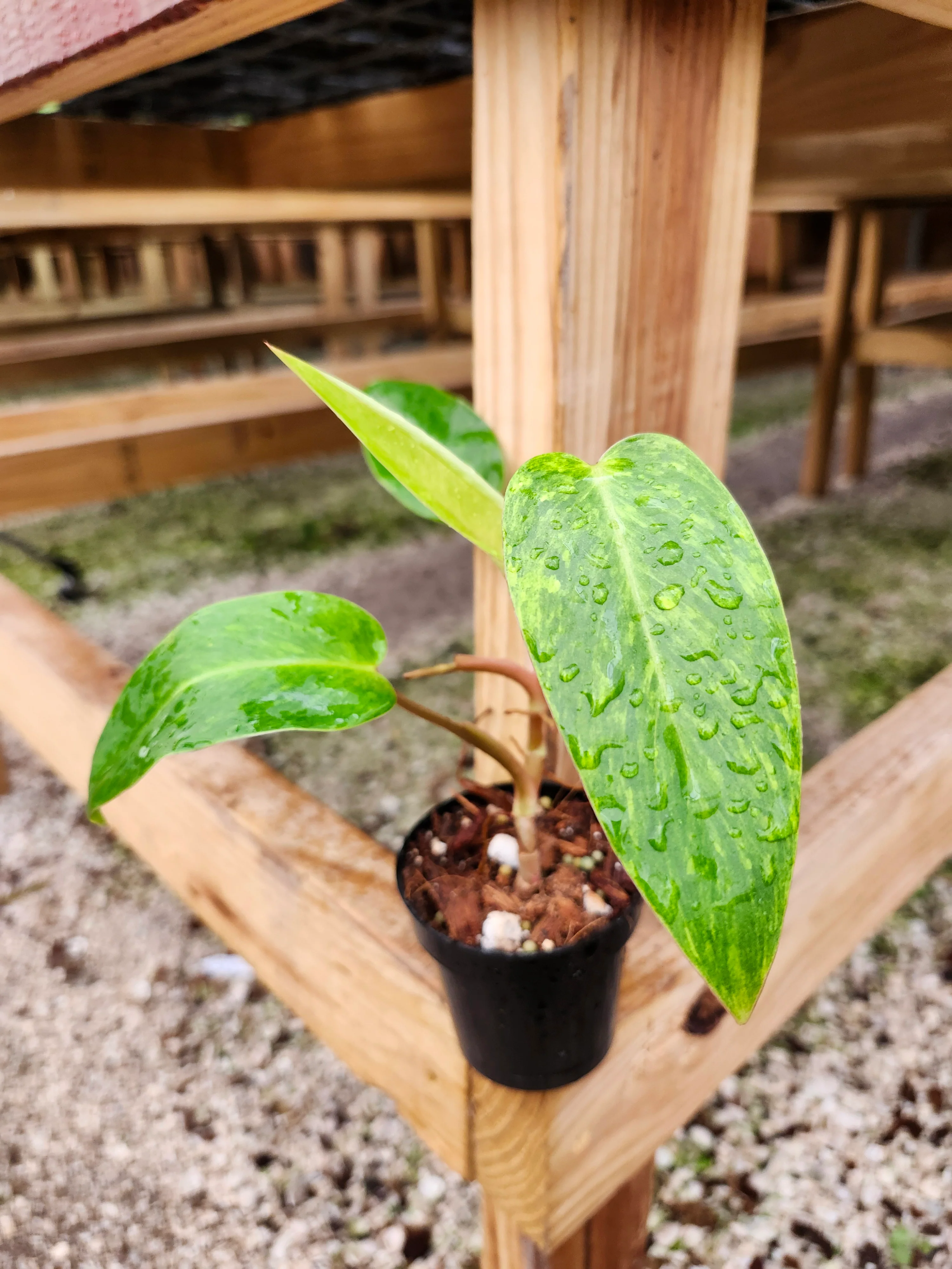 Philodendron Painted Lady - Image 4