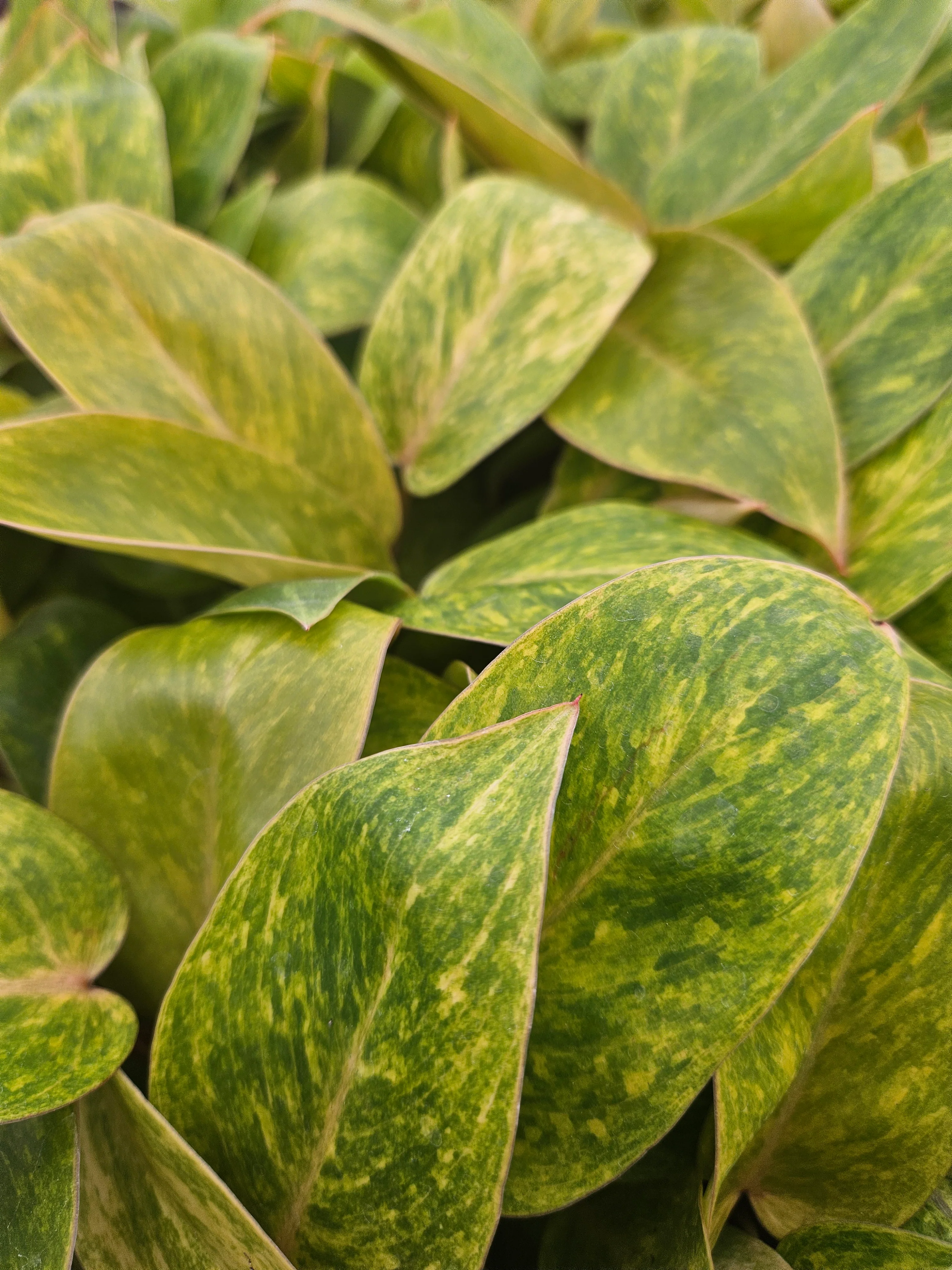 Philodendron Painted Lady - Image 5