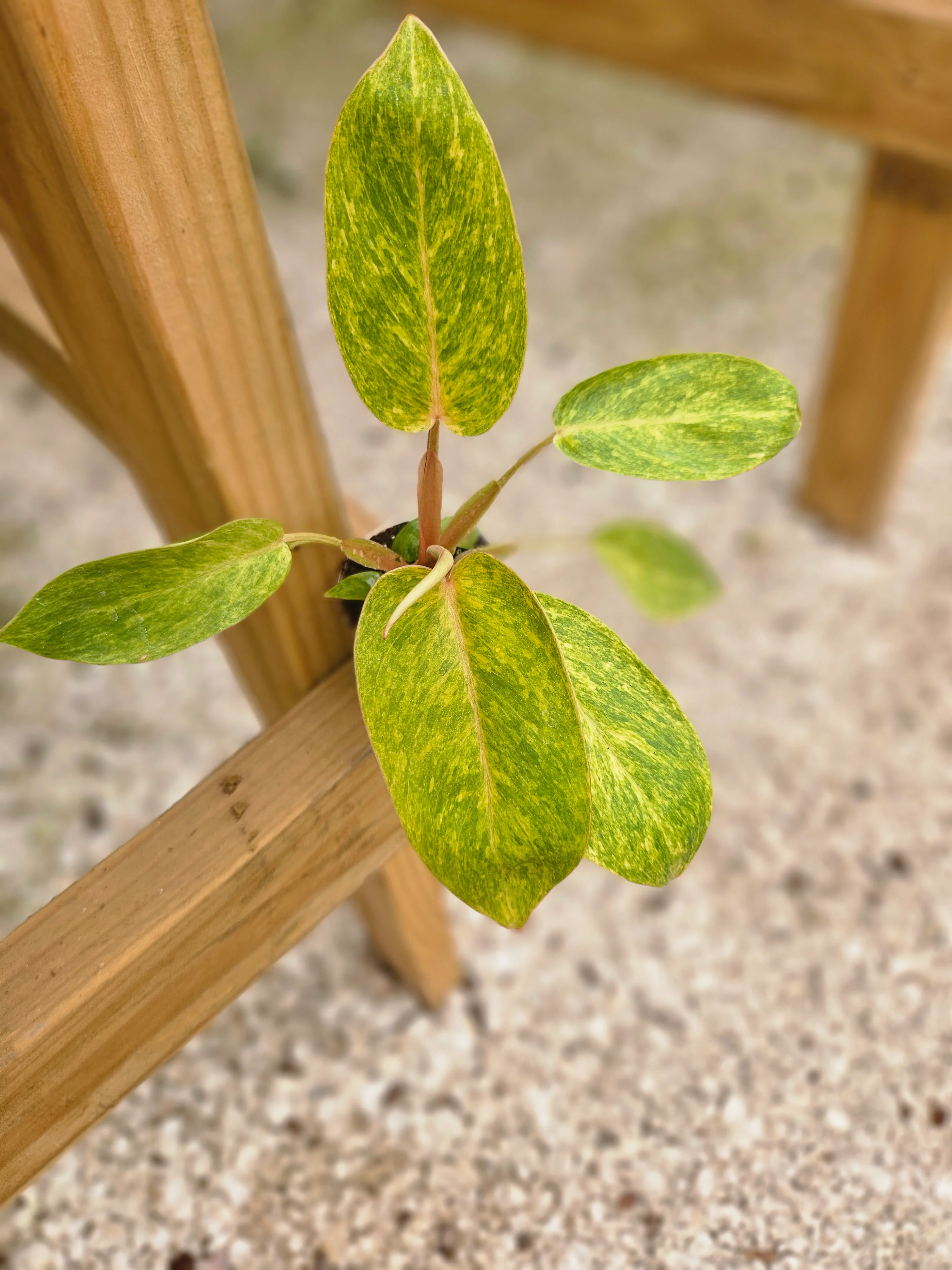 Philodendron Painted Lady - Image 6