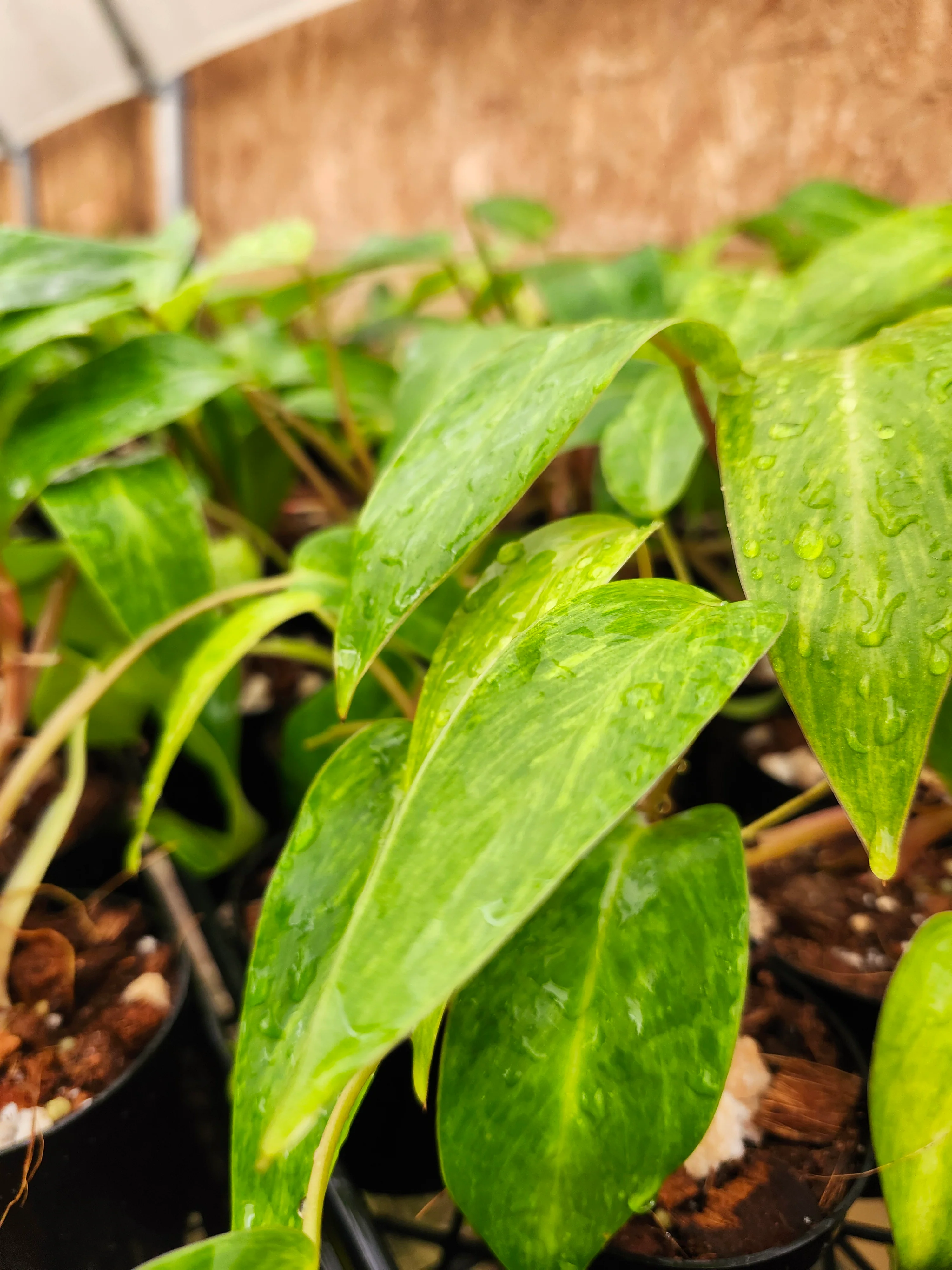 Philodendron Painted Lady - Image 7