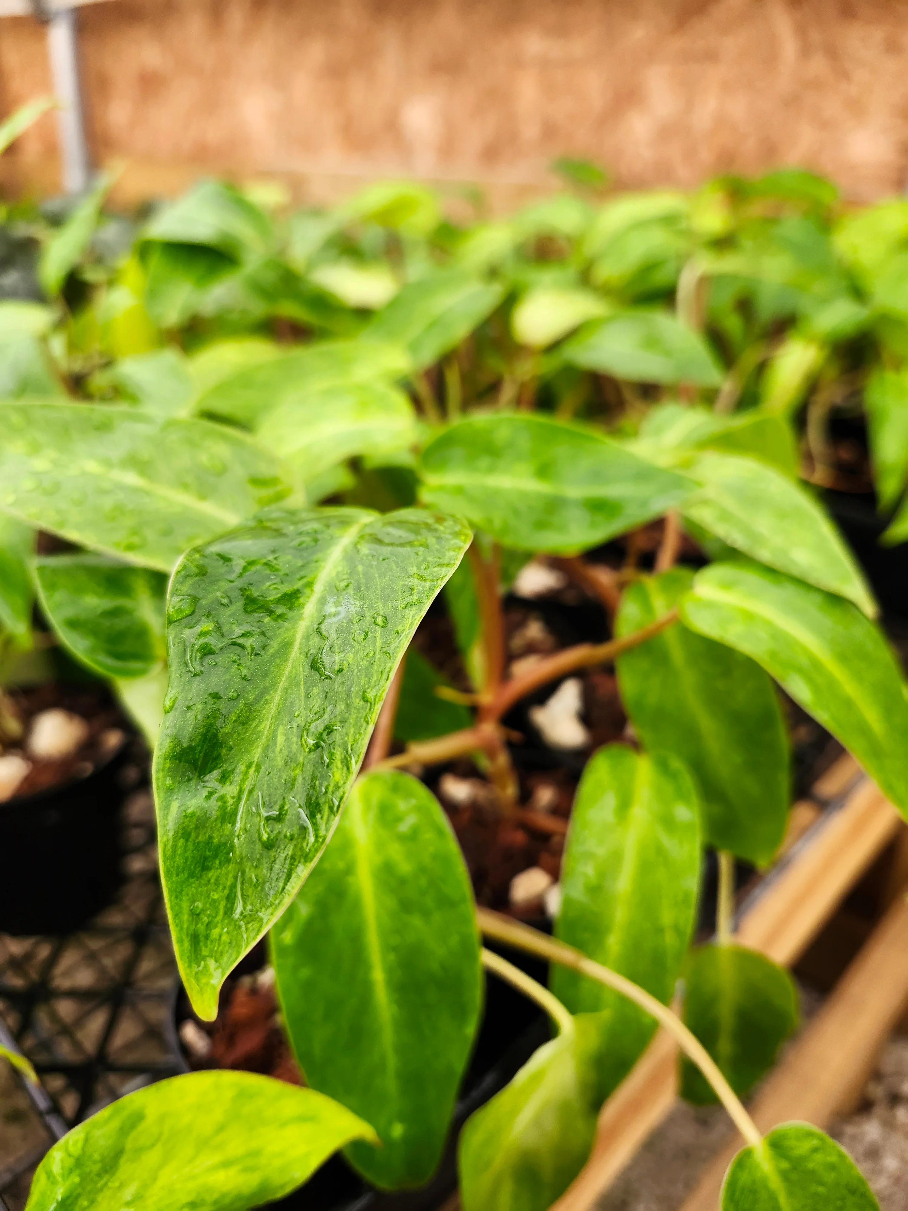 Philodendron Painted Lady - Image 9