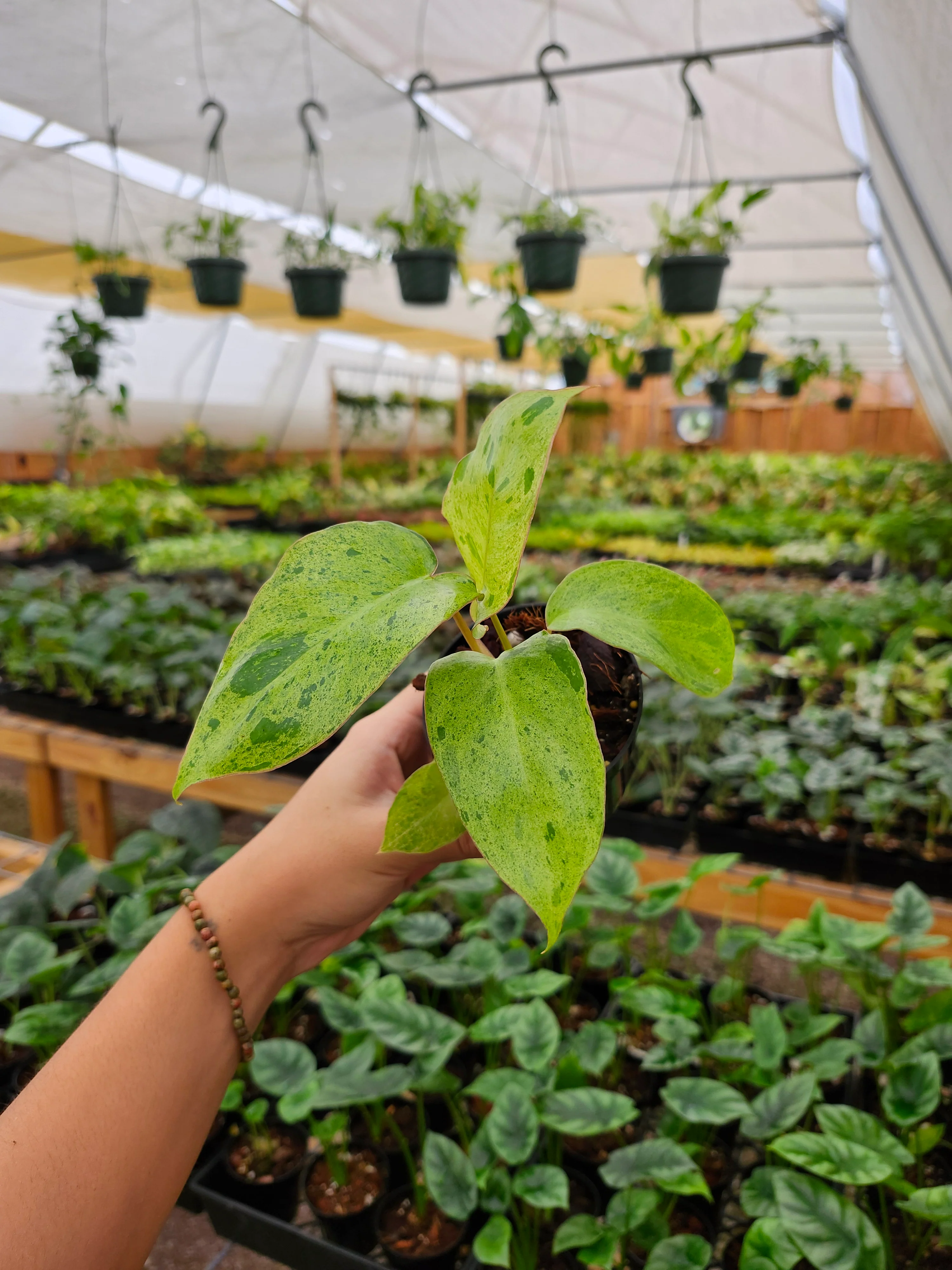 Philodendron Paraiso Verde