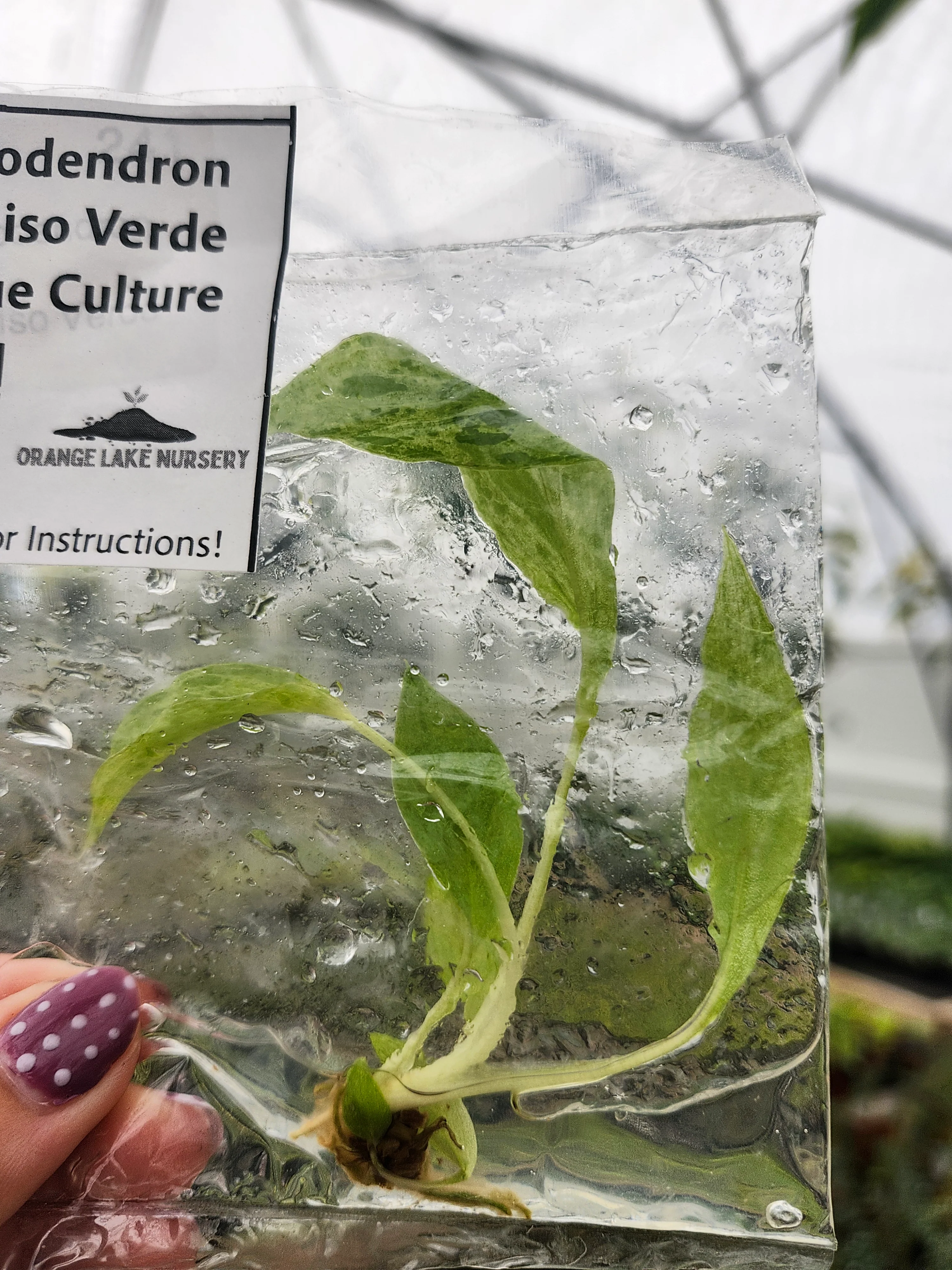 Philodendron Paraiso Verde Tissue Culture - Image 2