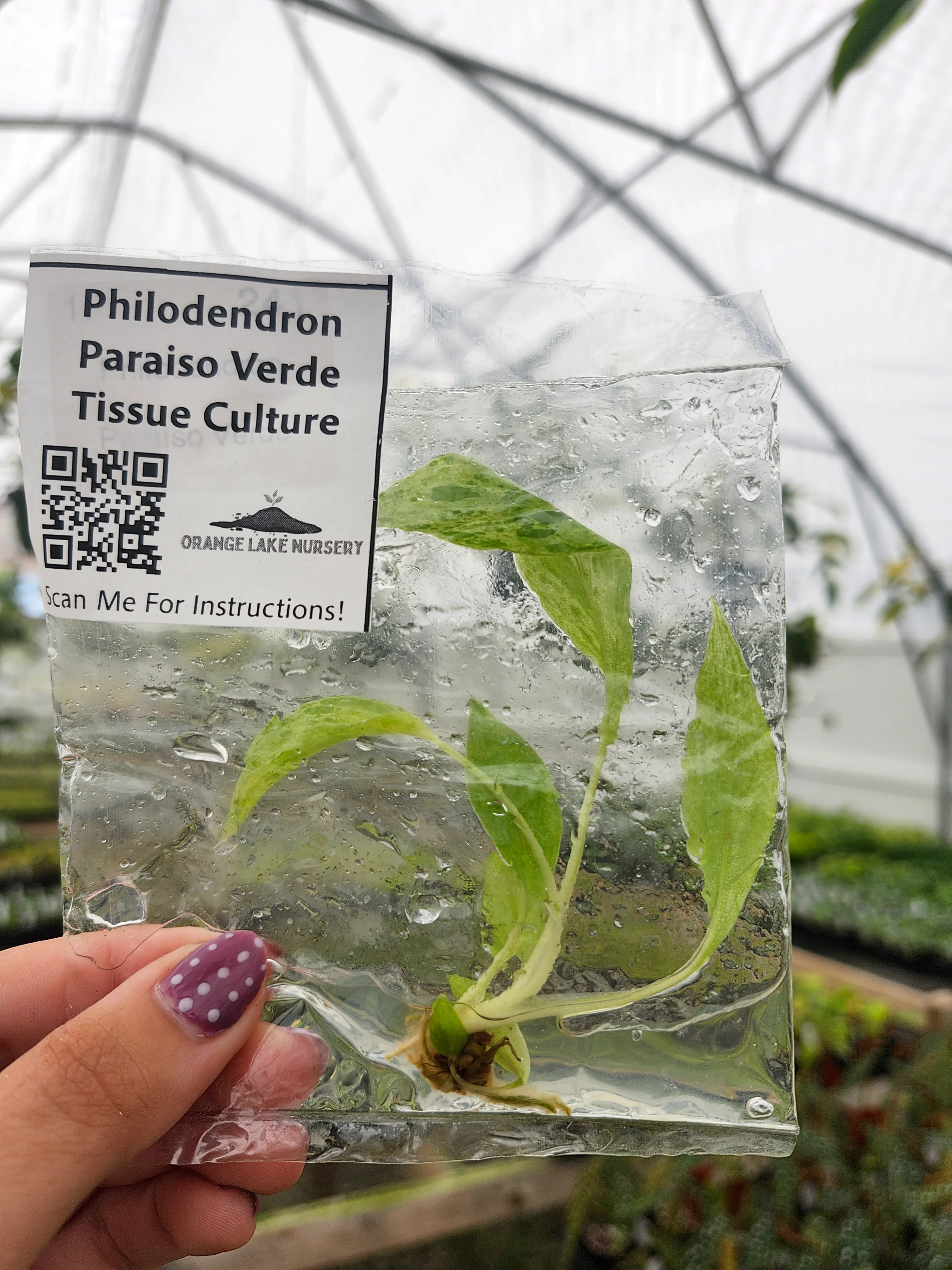 Philodendron Paraiso Verde Tissue Culture - Image 3
