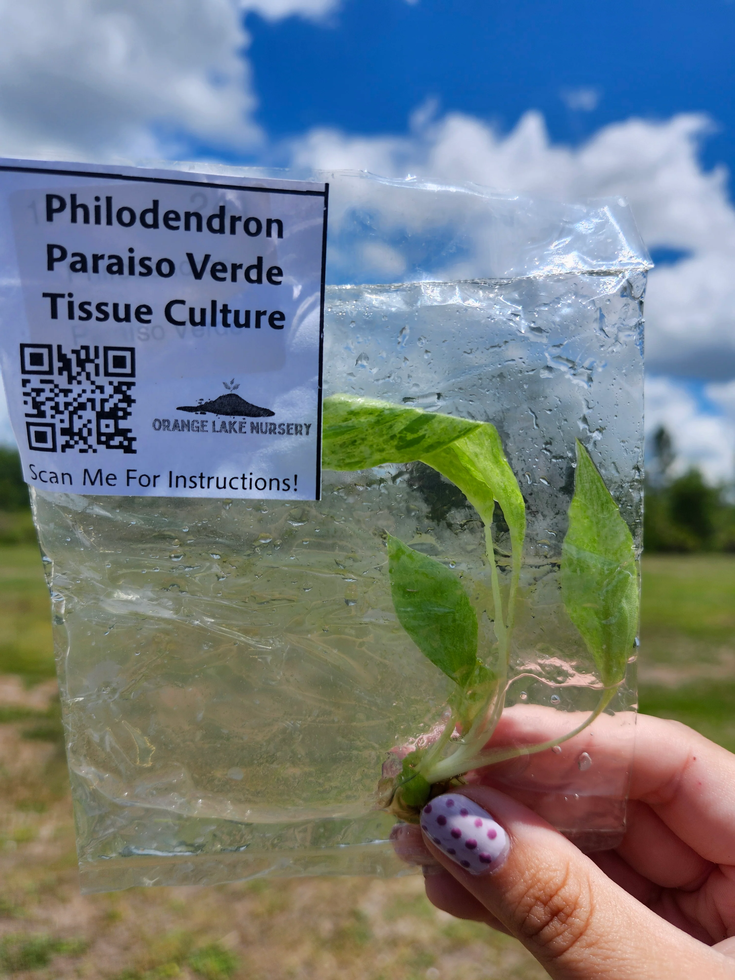 Philodendron Paraiso Verde Tissue Culture - Image 4
