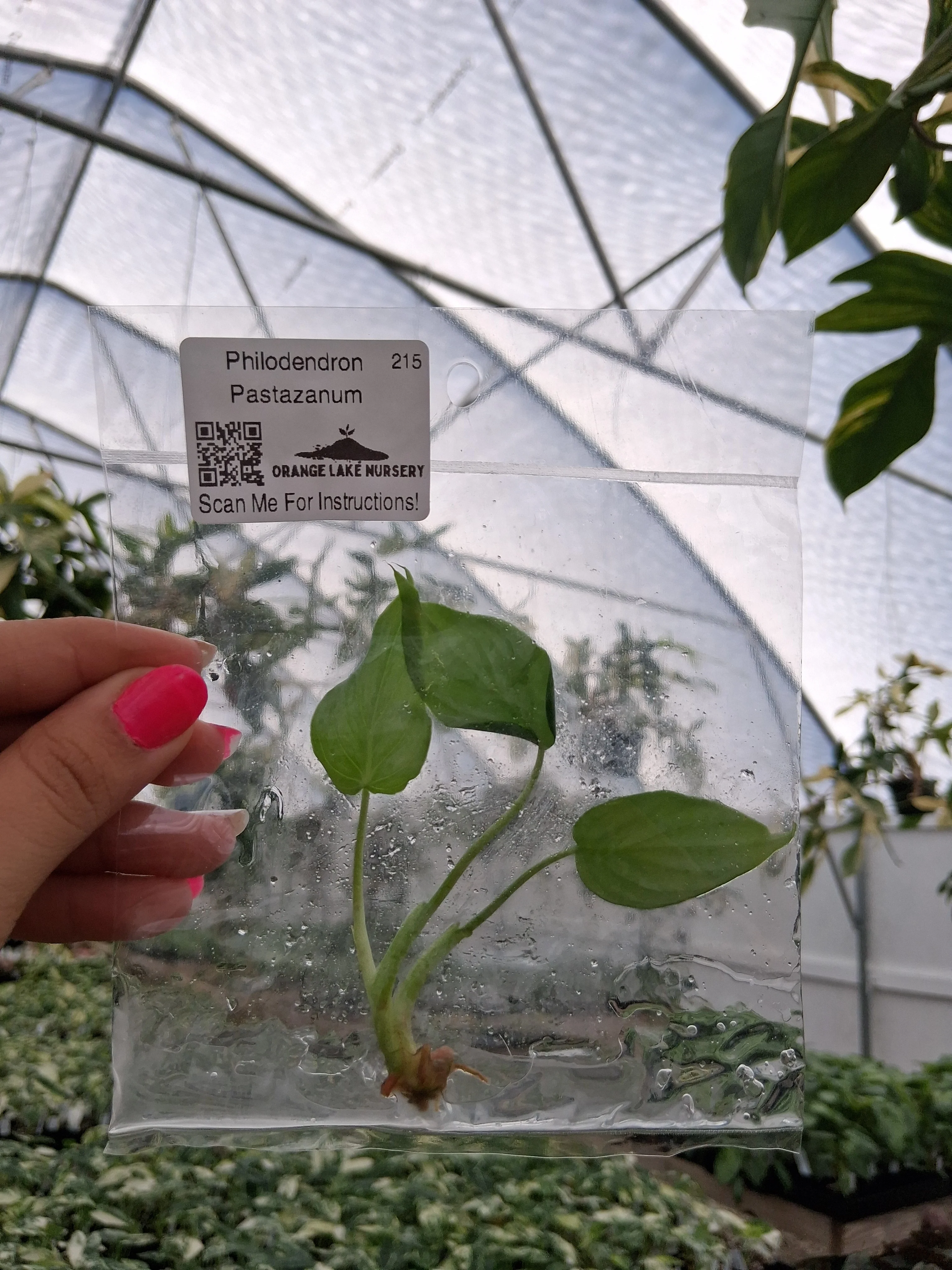 Philodendron Pastazanum Tissue Culture