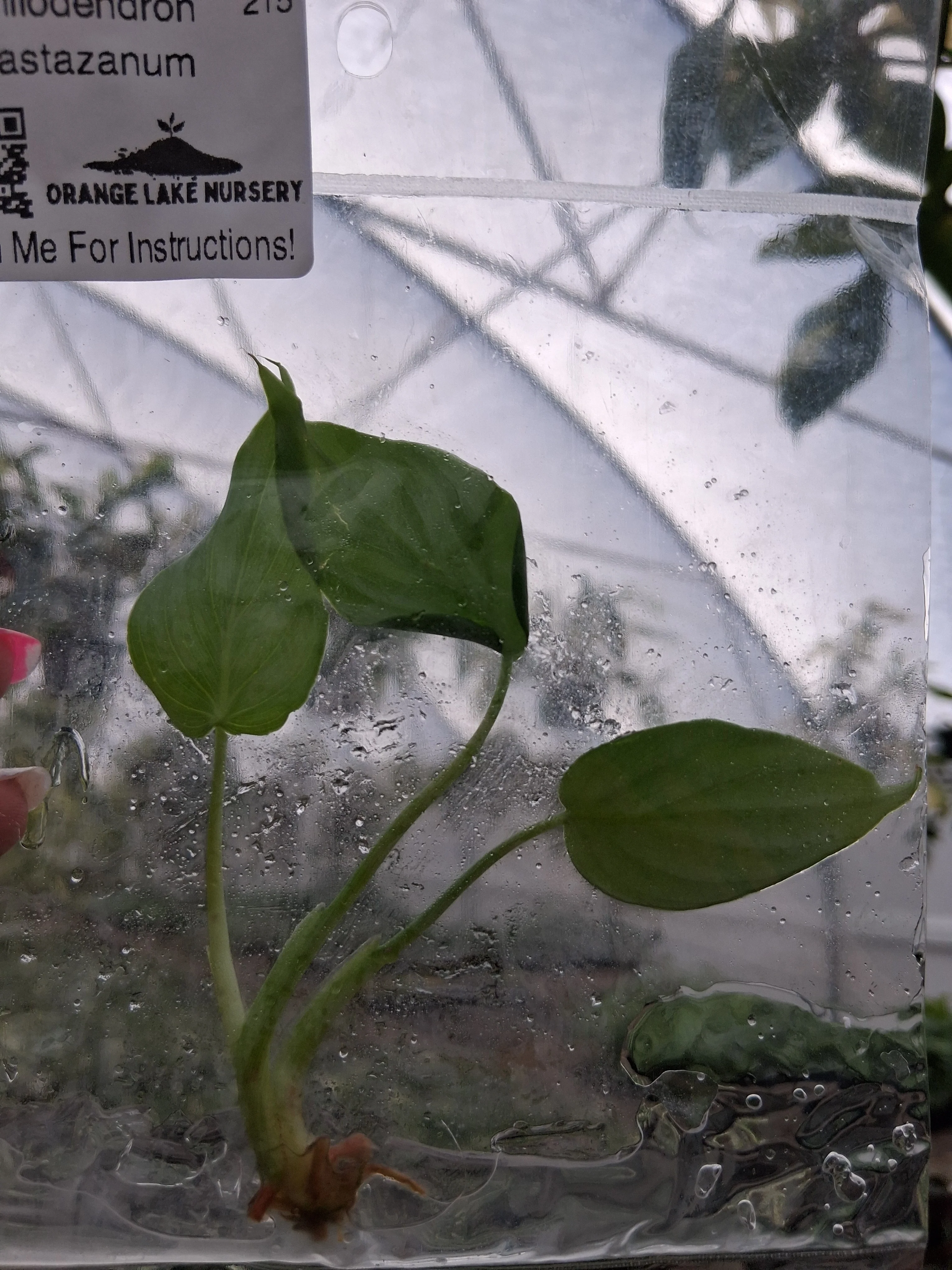 Philodendron Pastazanum Tissue Culture - Image 2