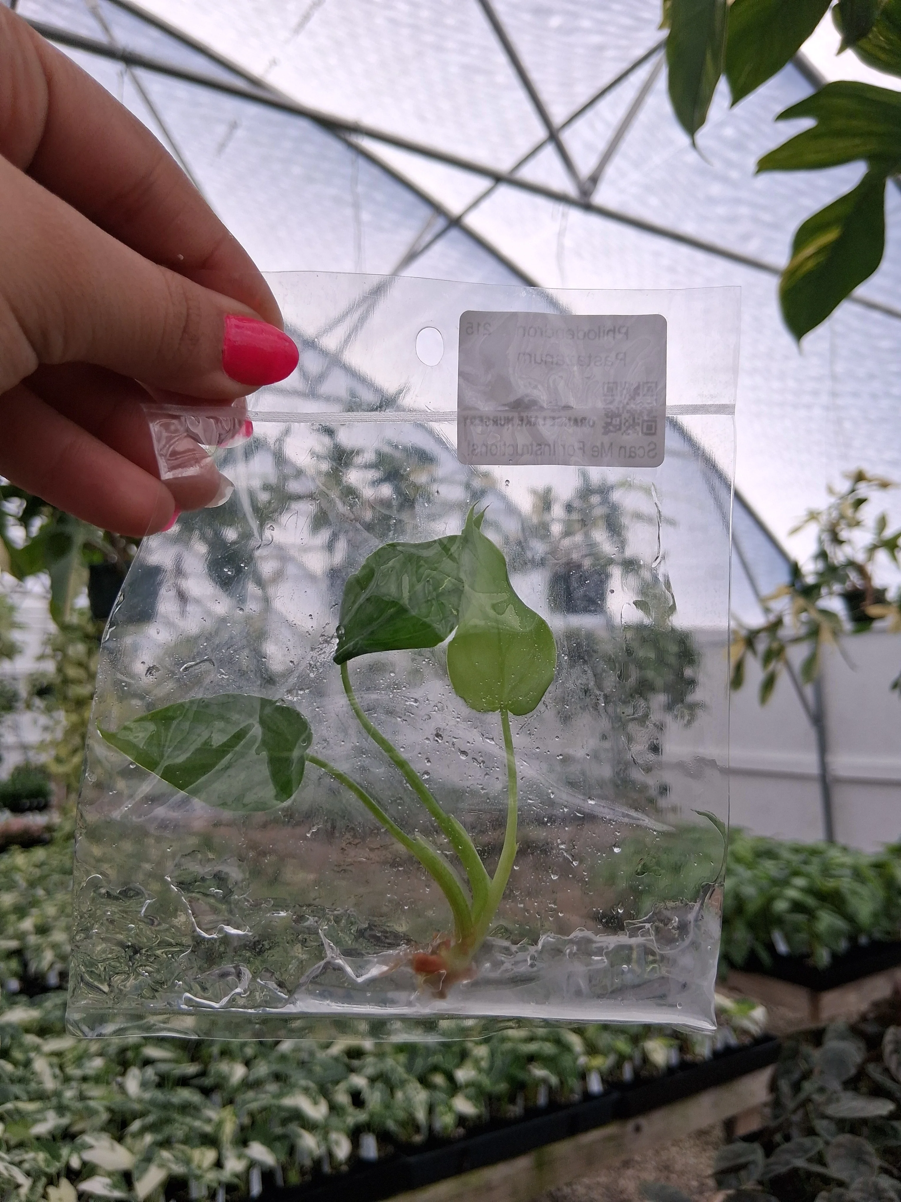 Philodendron Pastazanum Tissue Culture - Image 3
