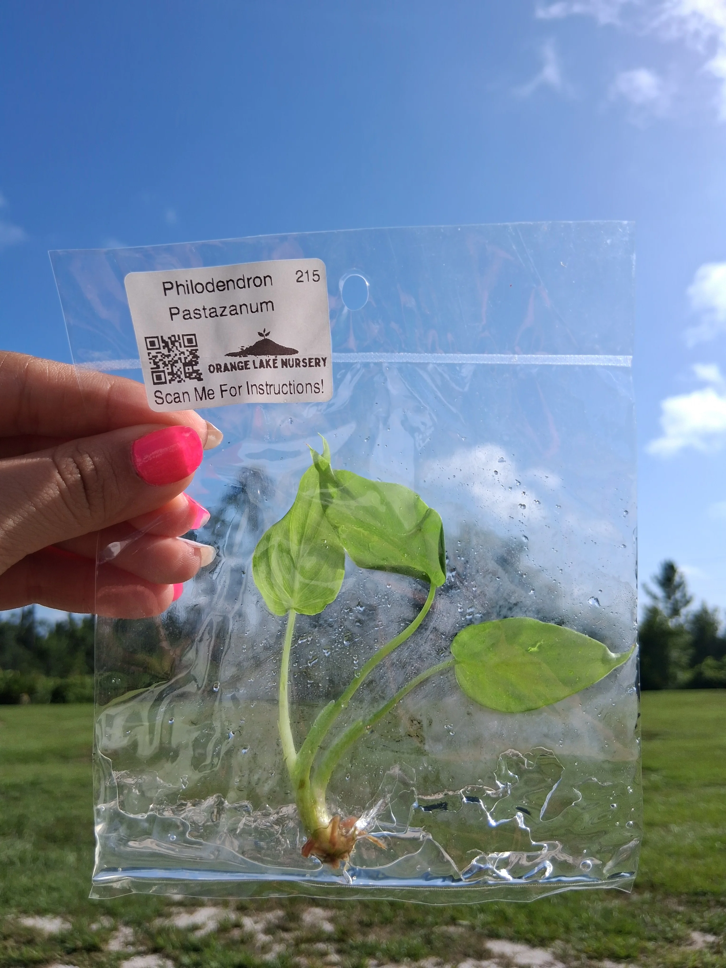 Philodendron Pastazanum Tissue Culture - Image 4