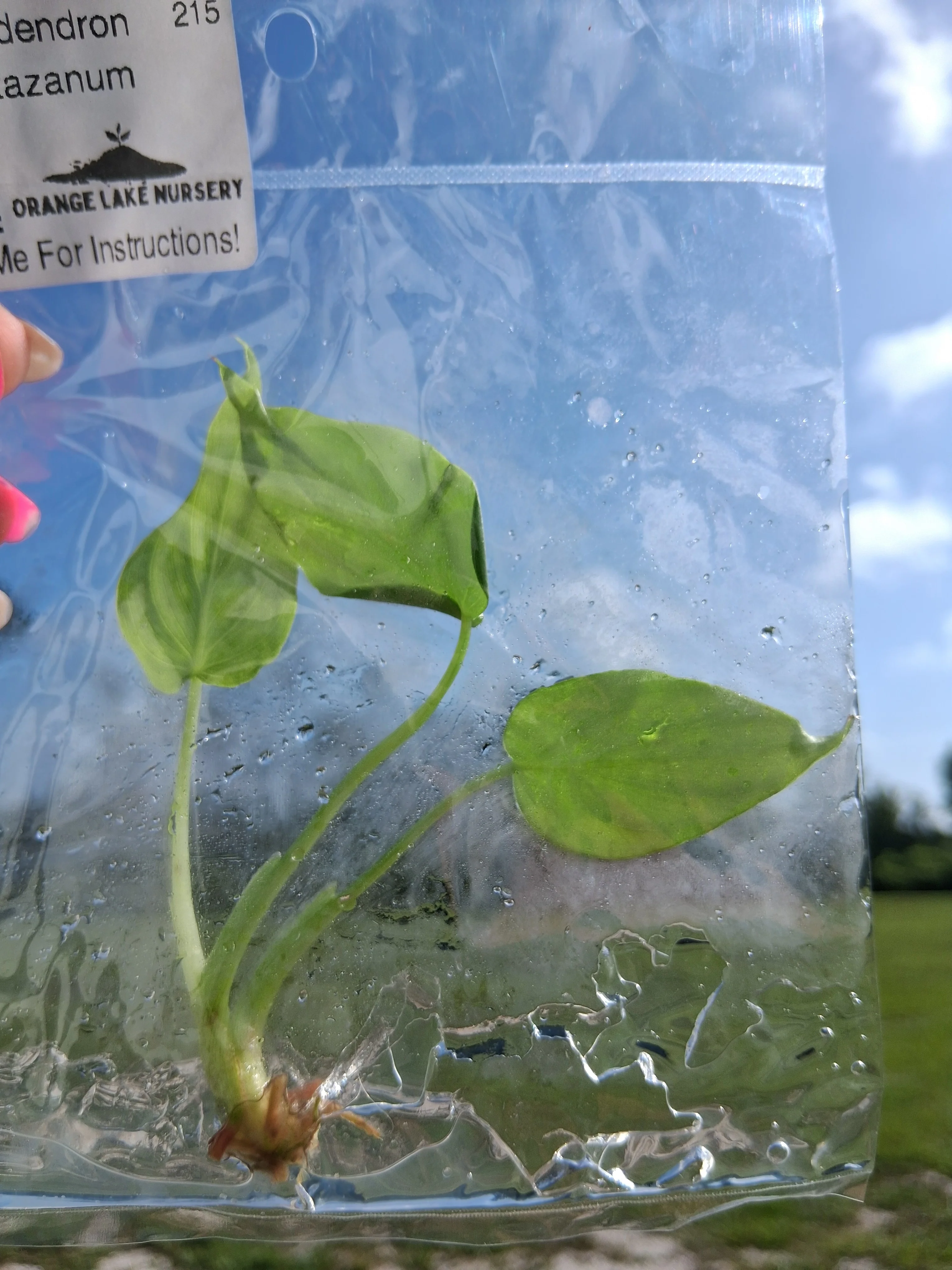 Philodendron Pastazanum Tissue Culture - Image 5