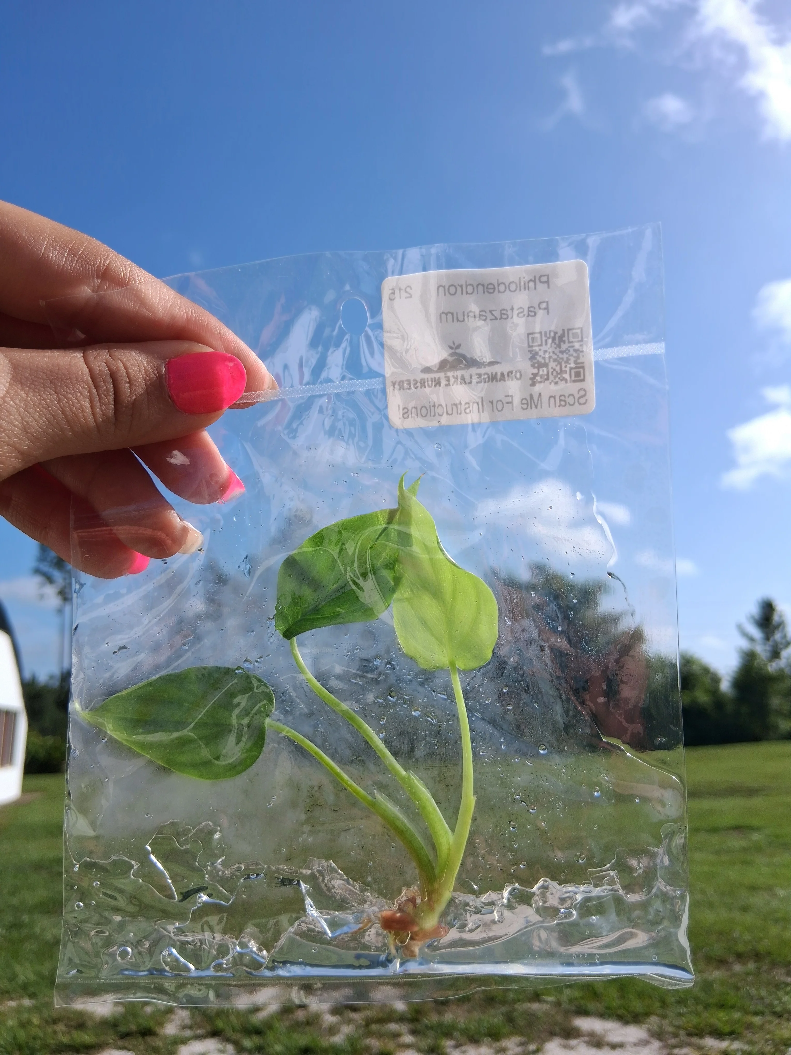 Philodendron Pastazanum Tissue Culture - Image 6