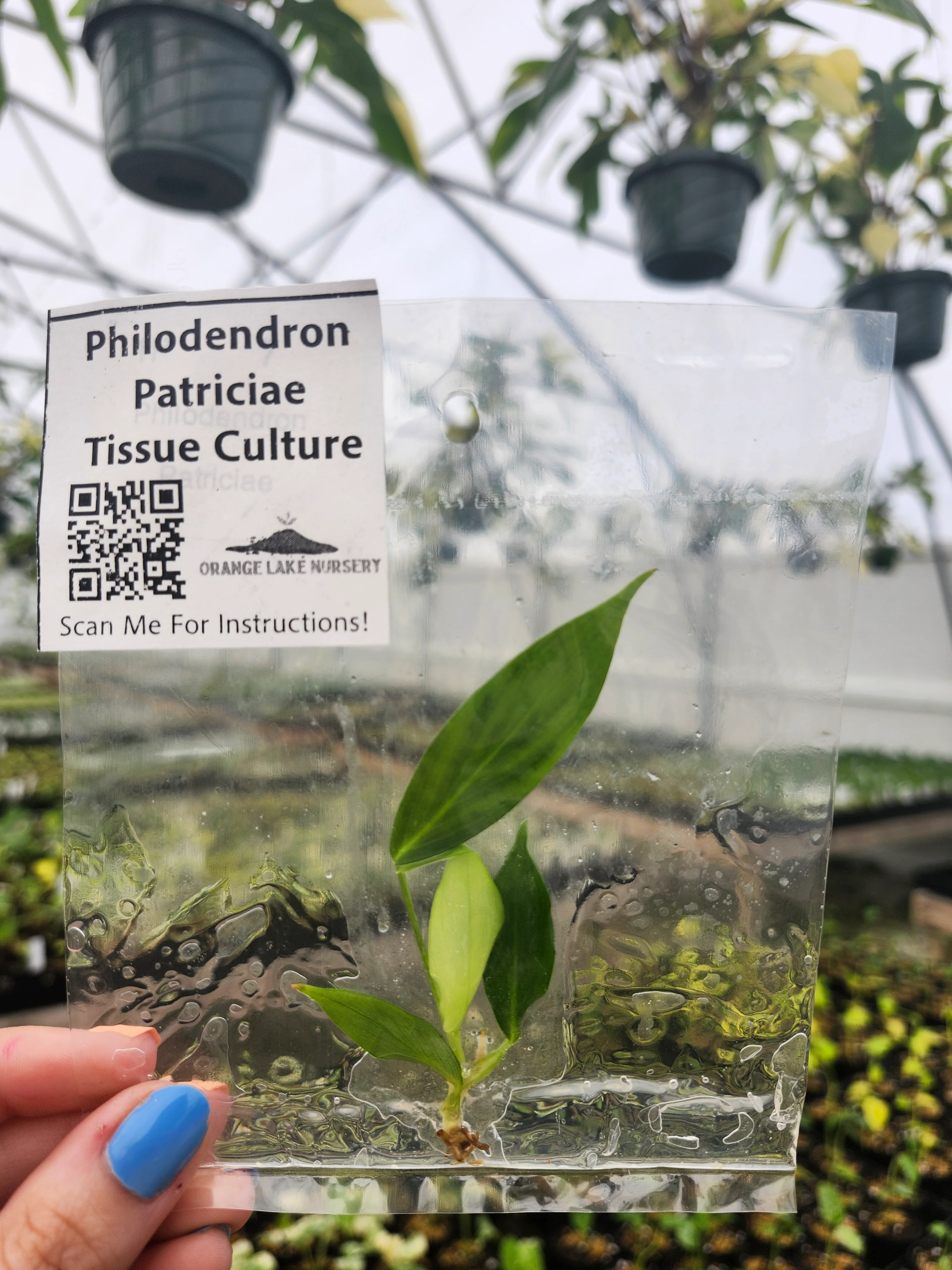 Philodendron Patriciae Tissue Culture - Image 2