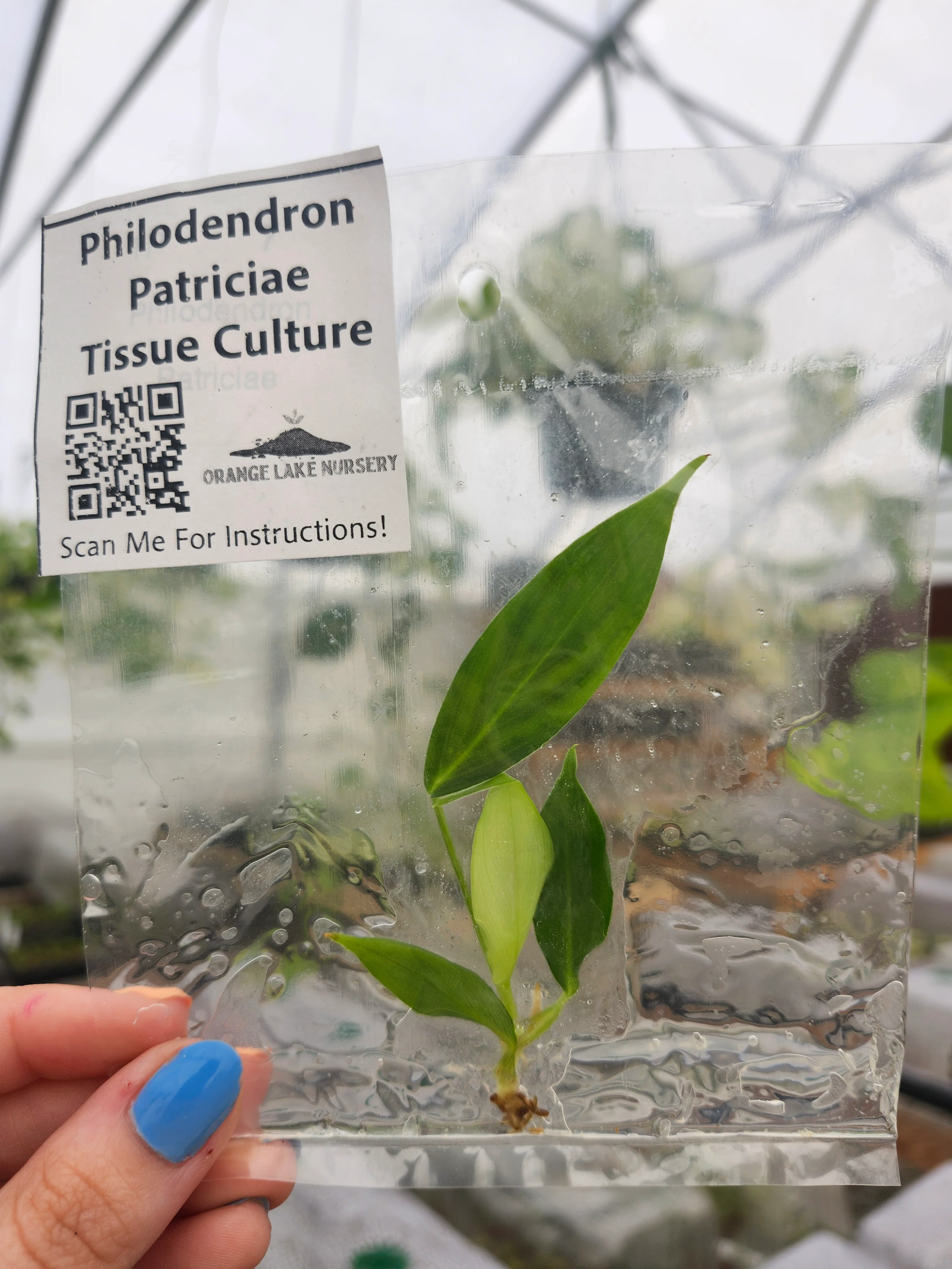 Philodendron Patriciae Tissue Culture - Image 4