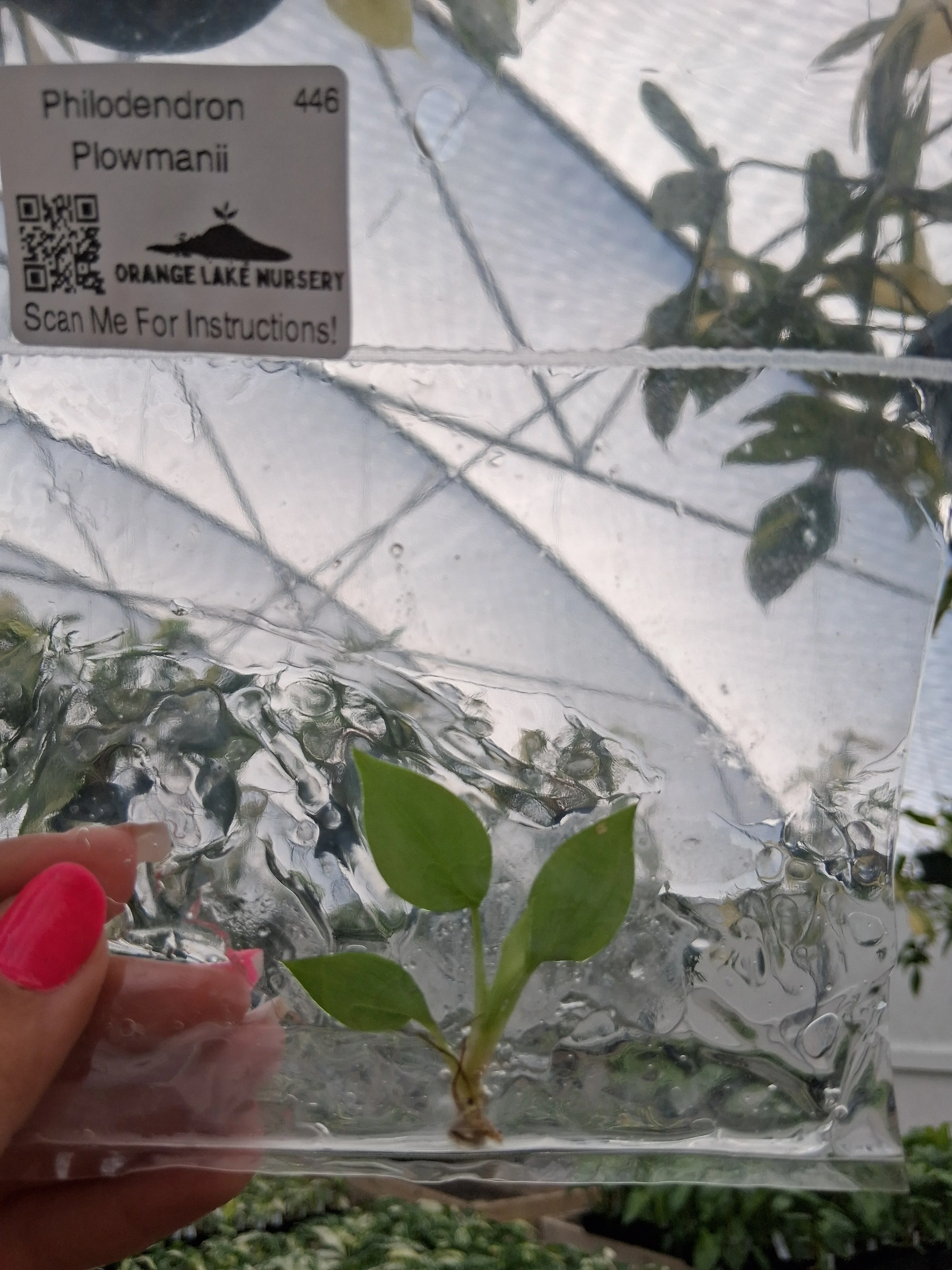 Philodendron Plowmanii Tissue Culture - Image 2