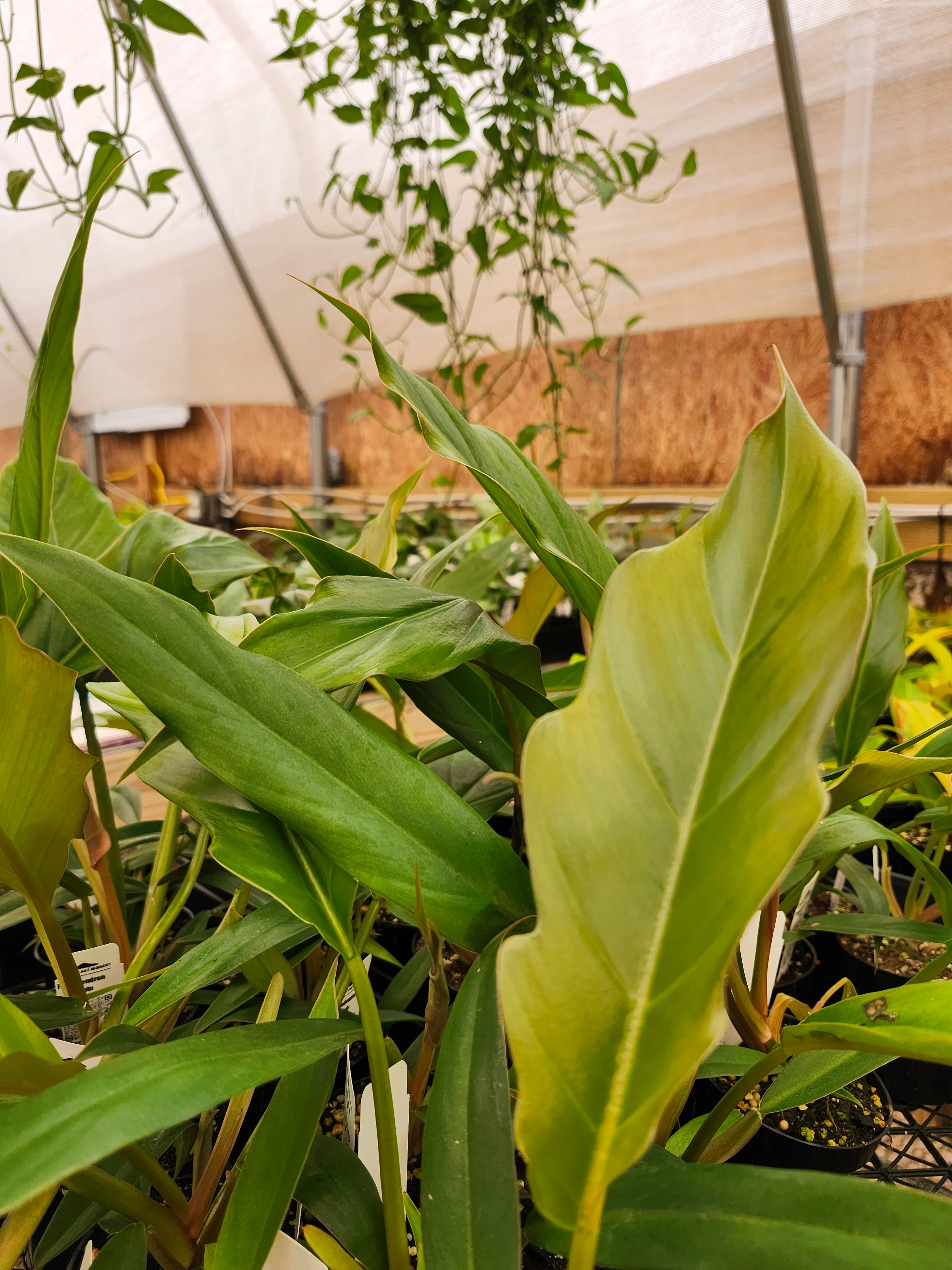 Philodendron Pluto