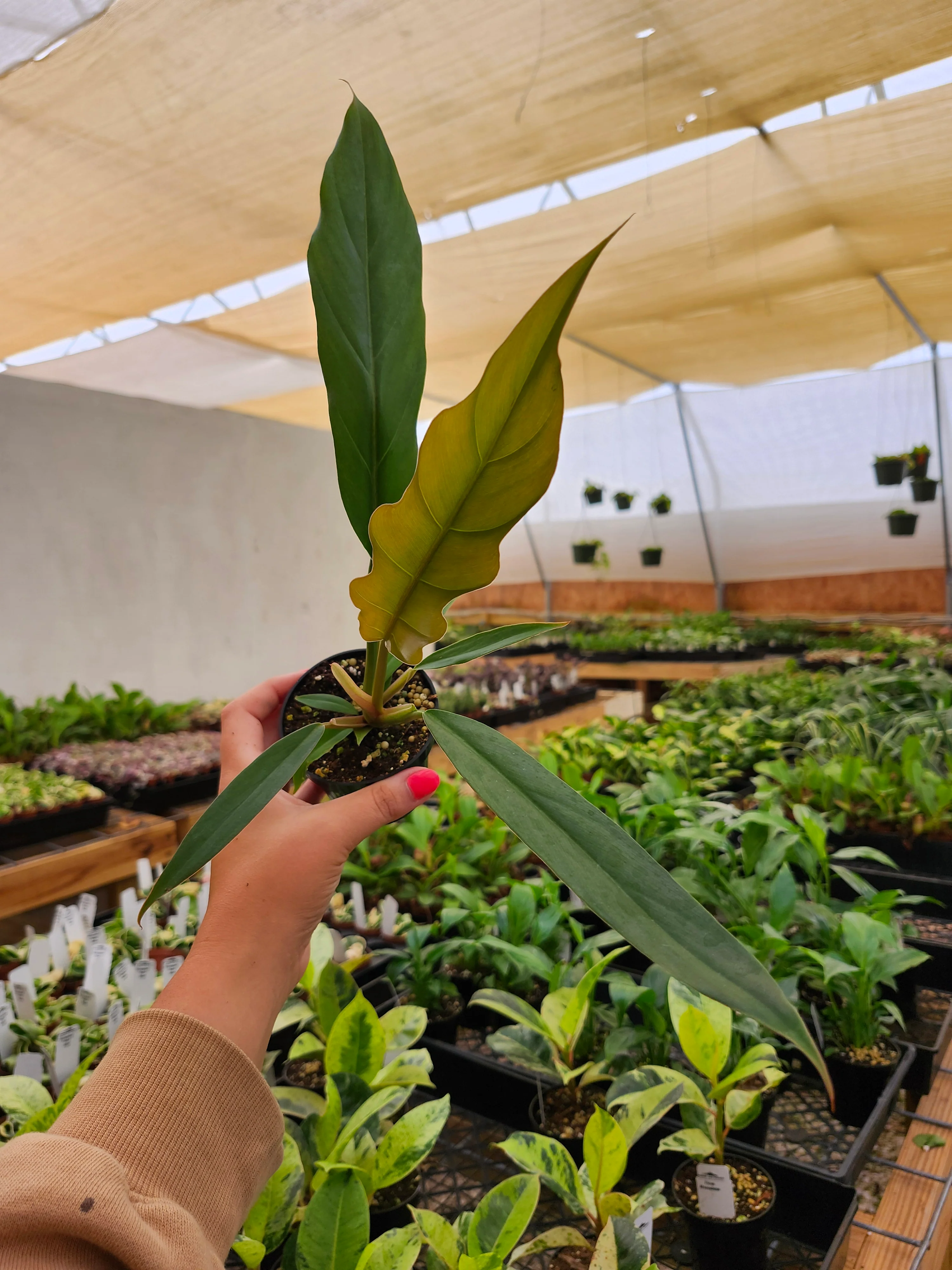 Philodendron Pluto - Image 2