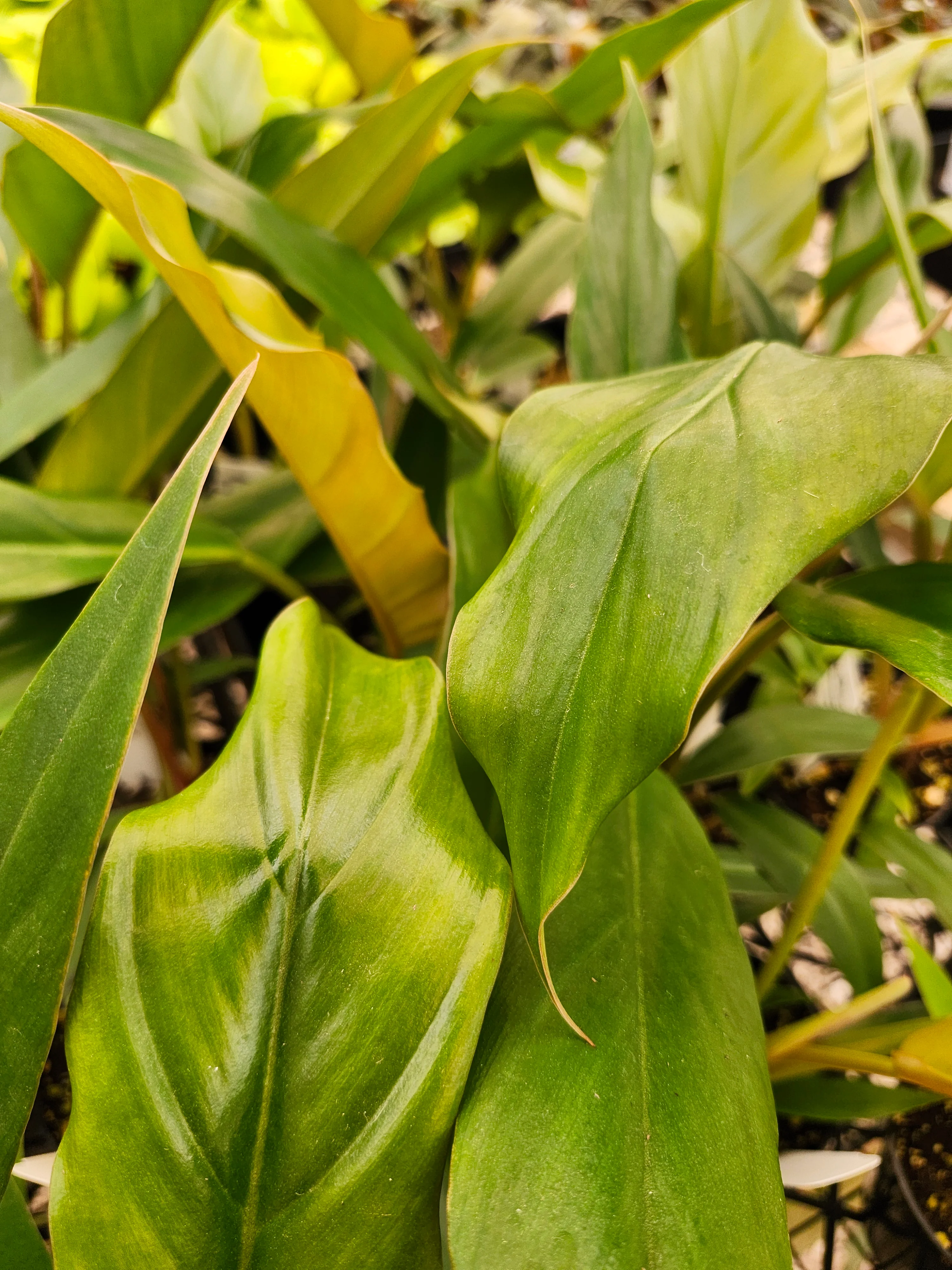 Philodendron Pluto - Image 3