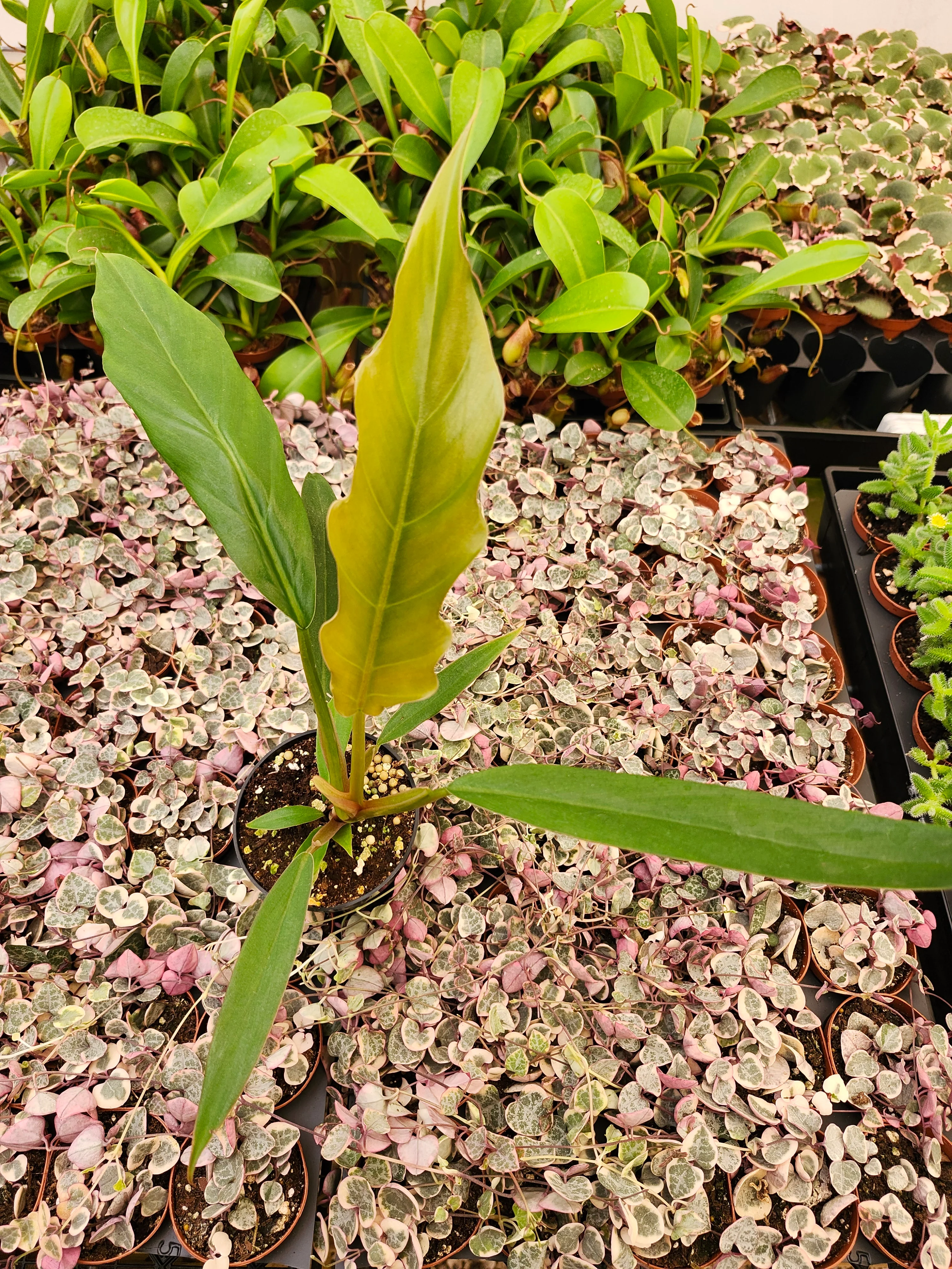 Philodendron Pluto - Image 4