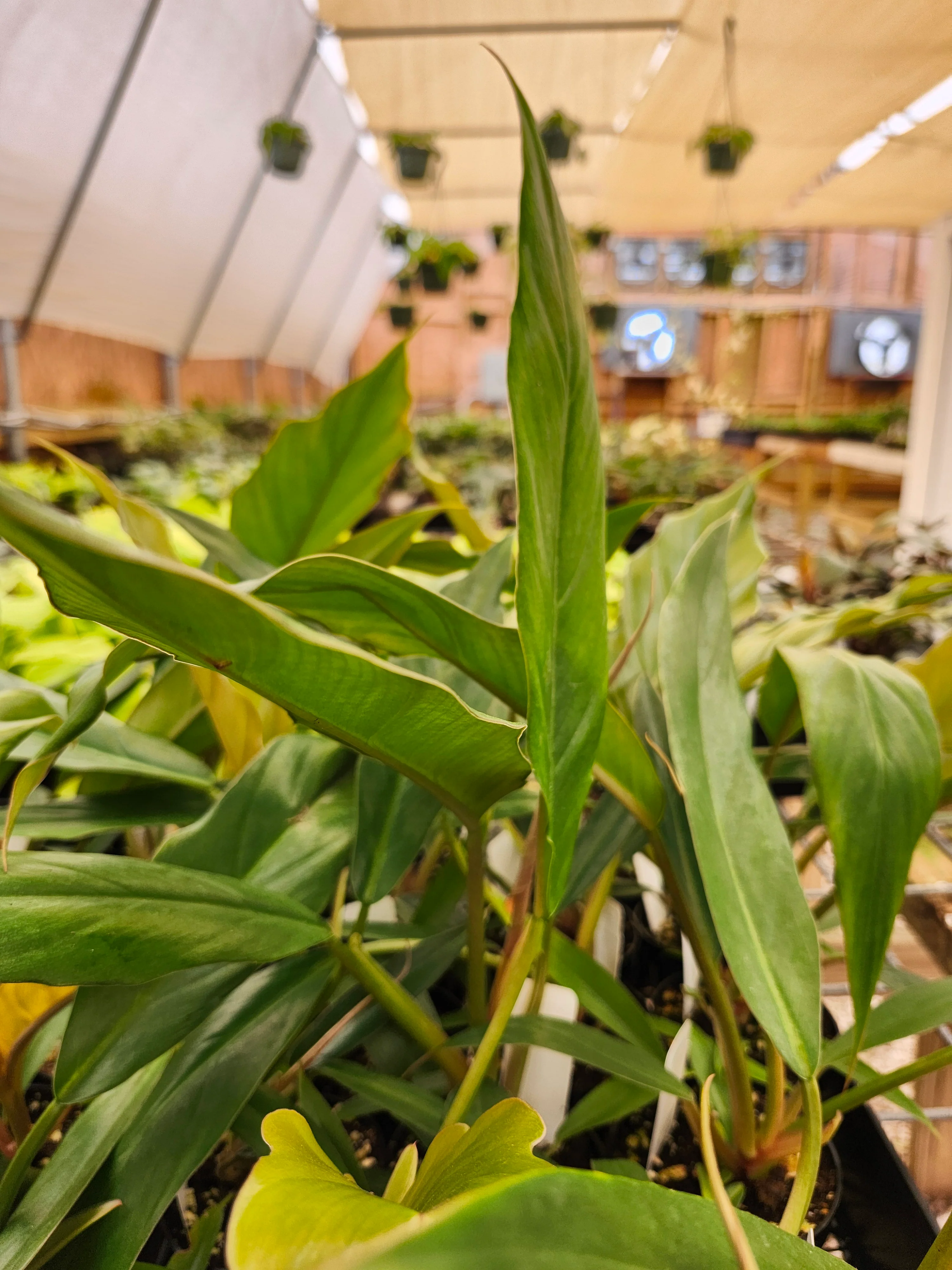Philodendron Pluto - Image 5