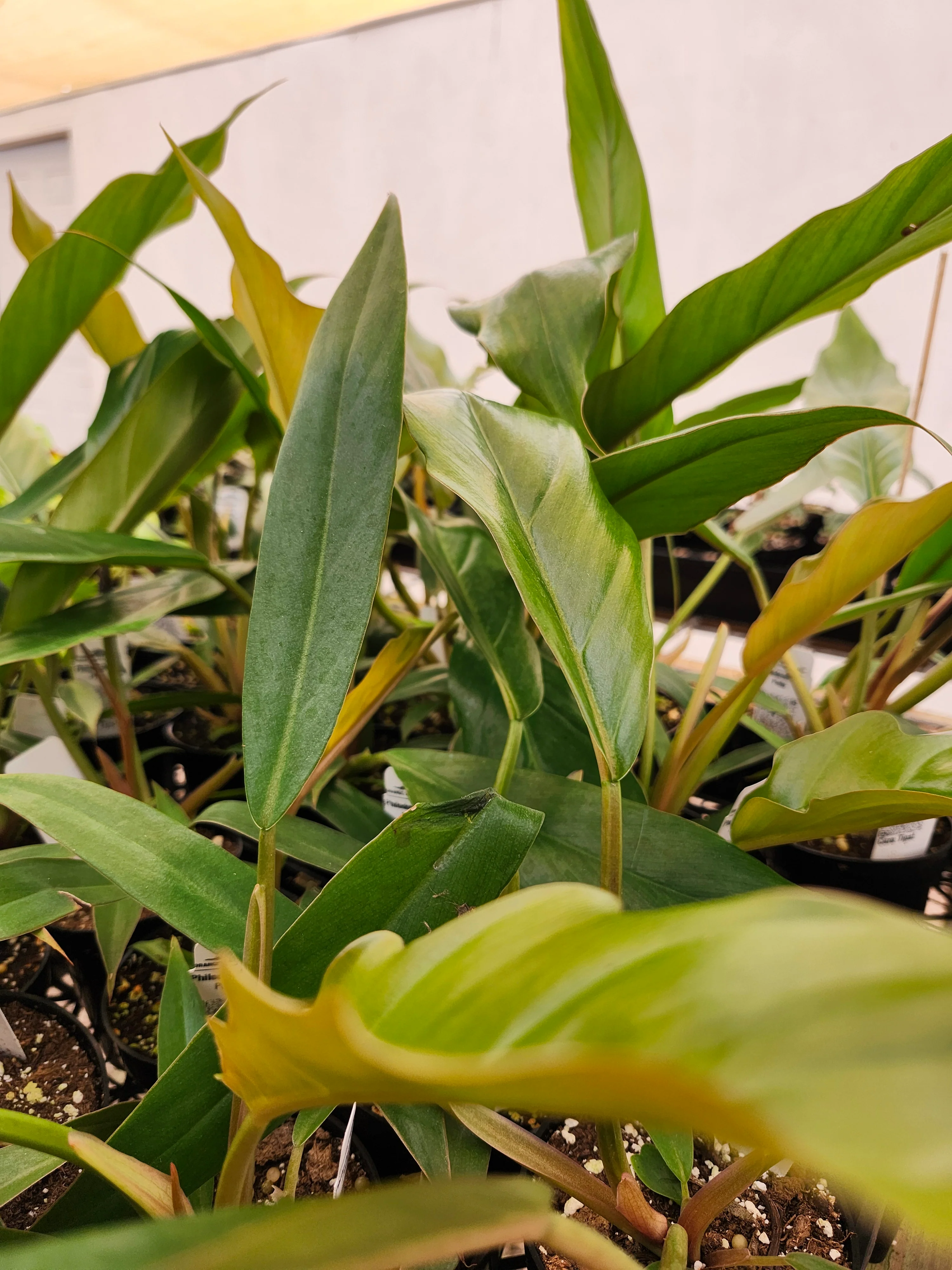 Philodendron Pluto - Image 6