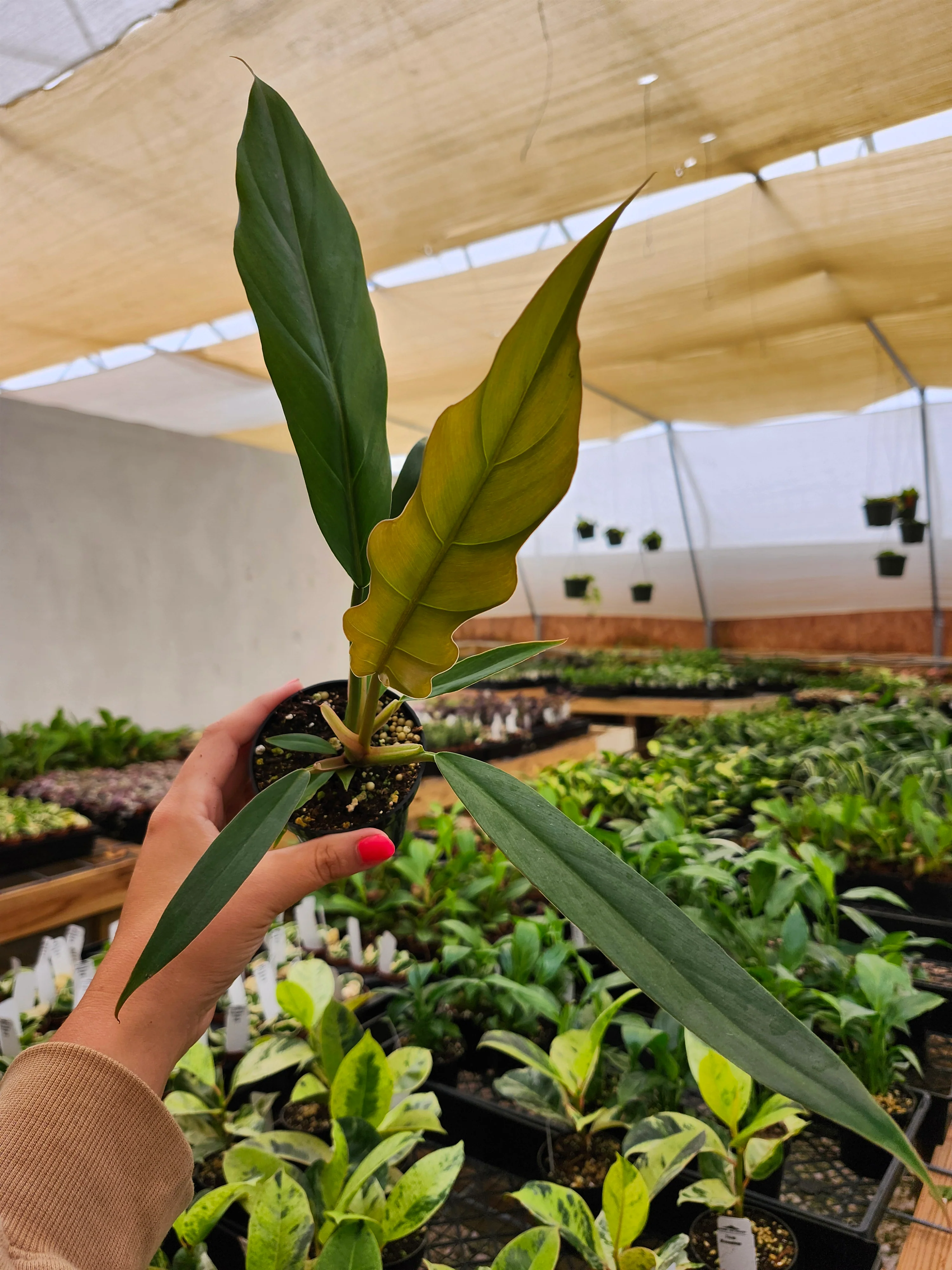 Philodendron Pluto - Image 7