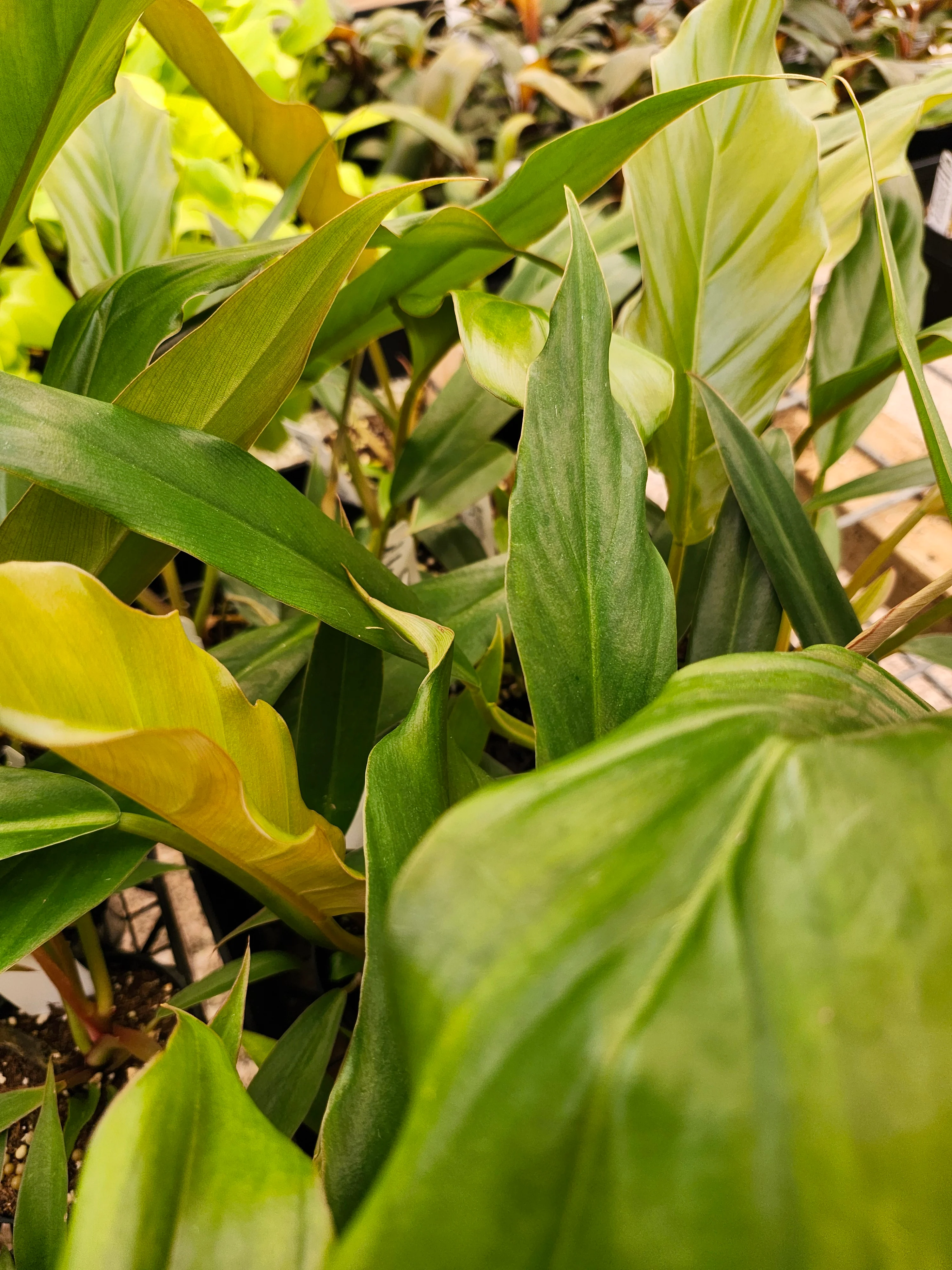 Philodendron Pluto - Image 8