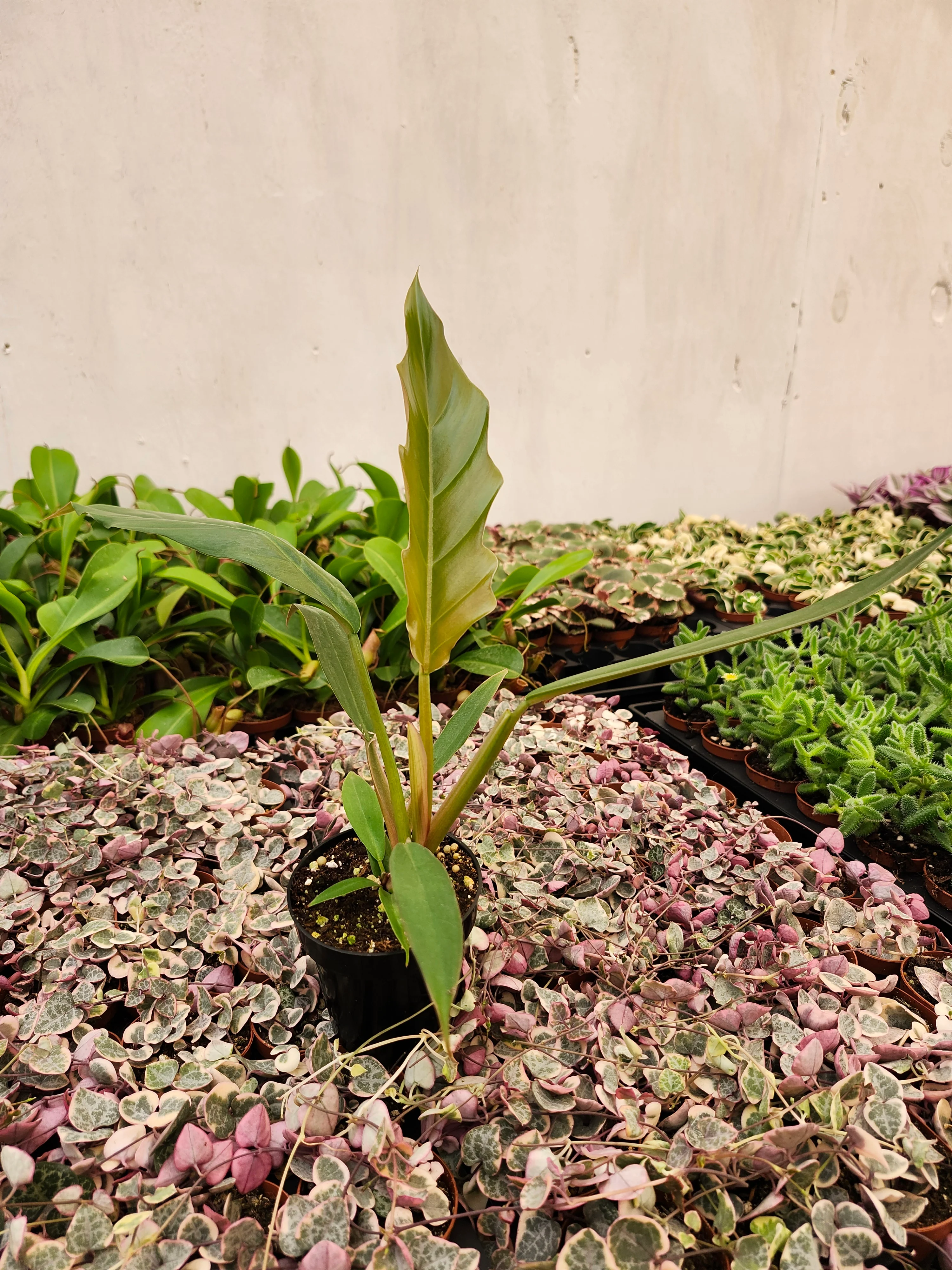 Philodendron Pluto - Image 9