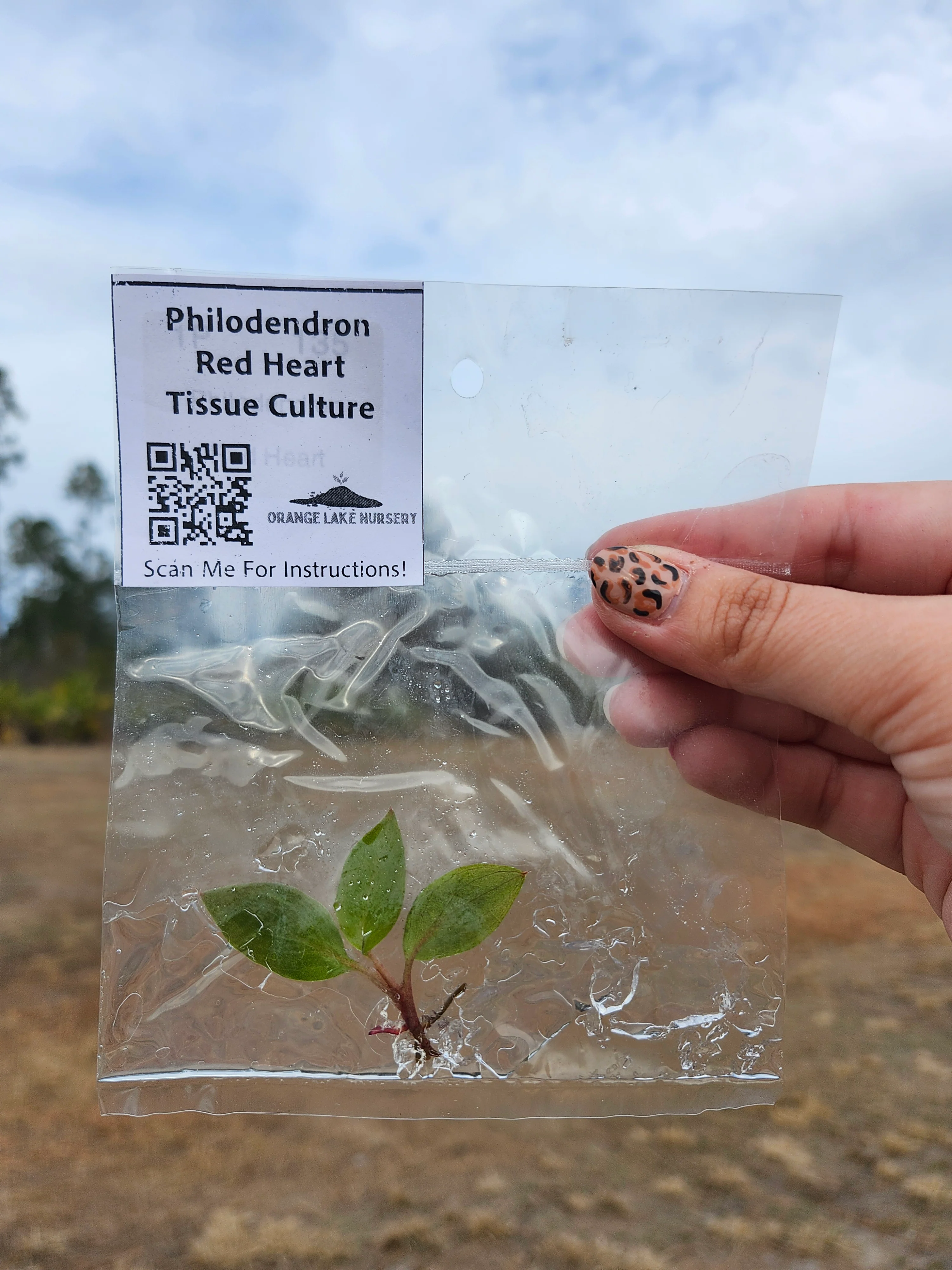 Philodendron Red Heart Tissue Culture - Image 3