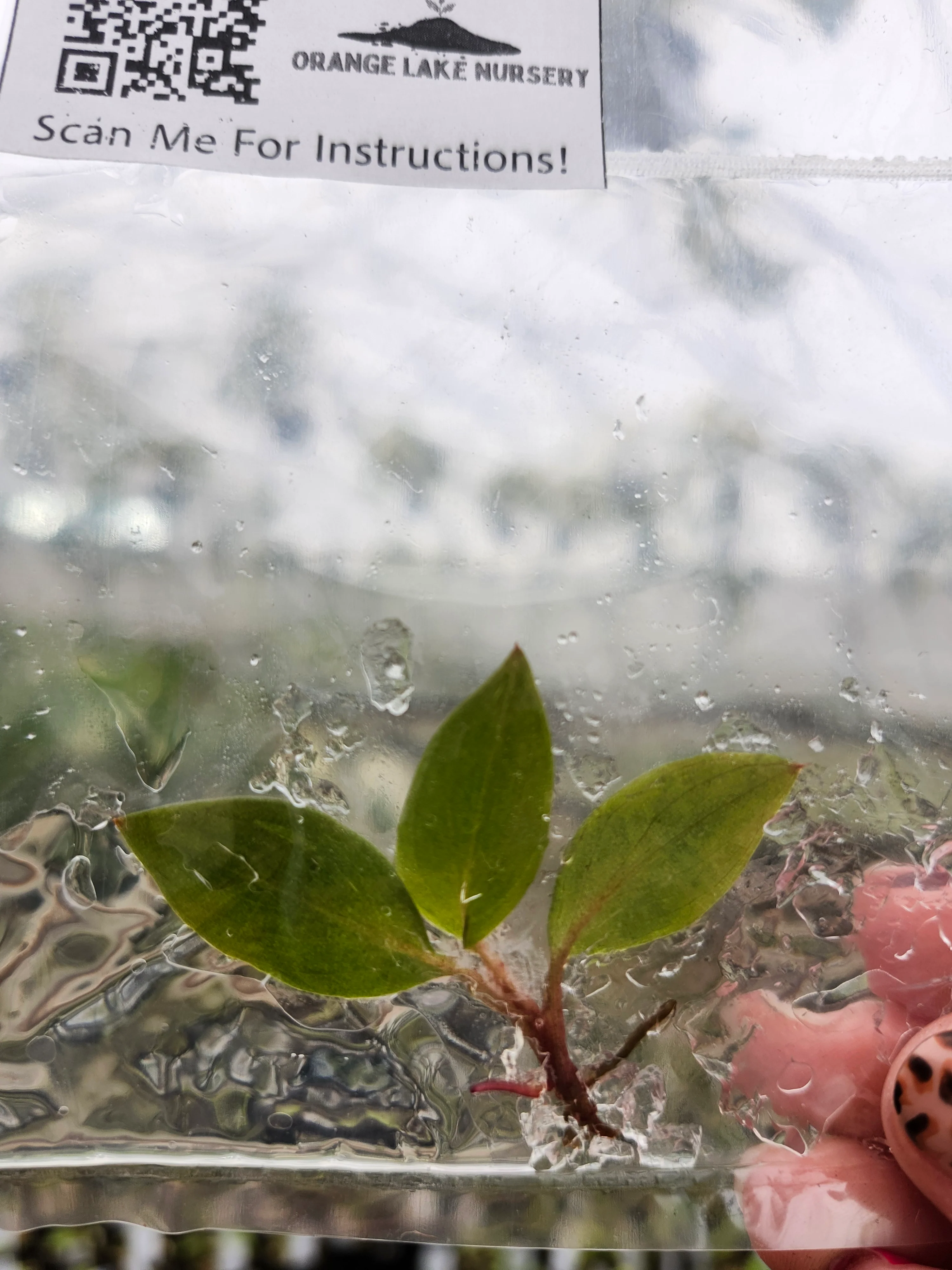 Philodendron Red Heart Tissue Culture - Image 4