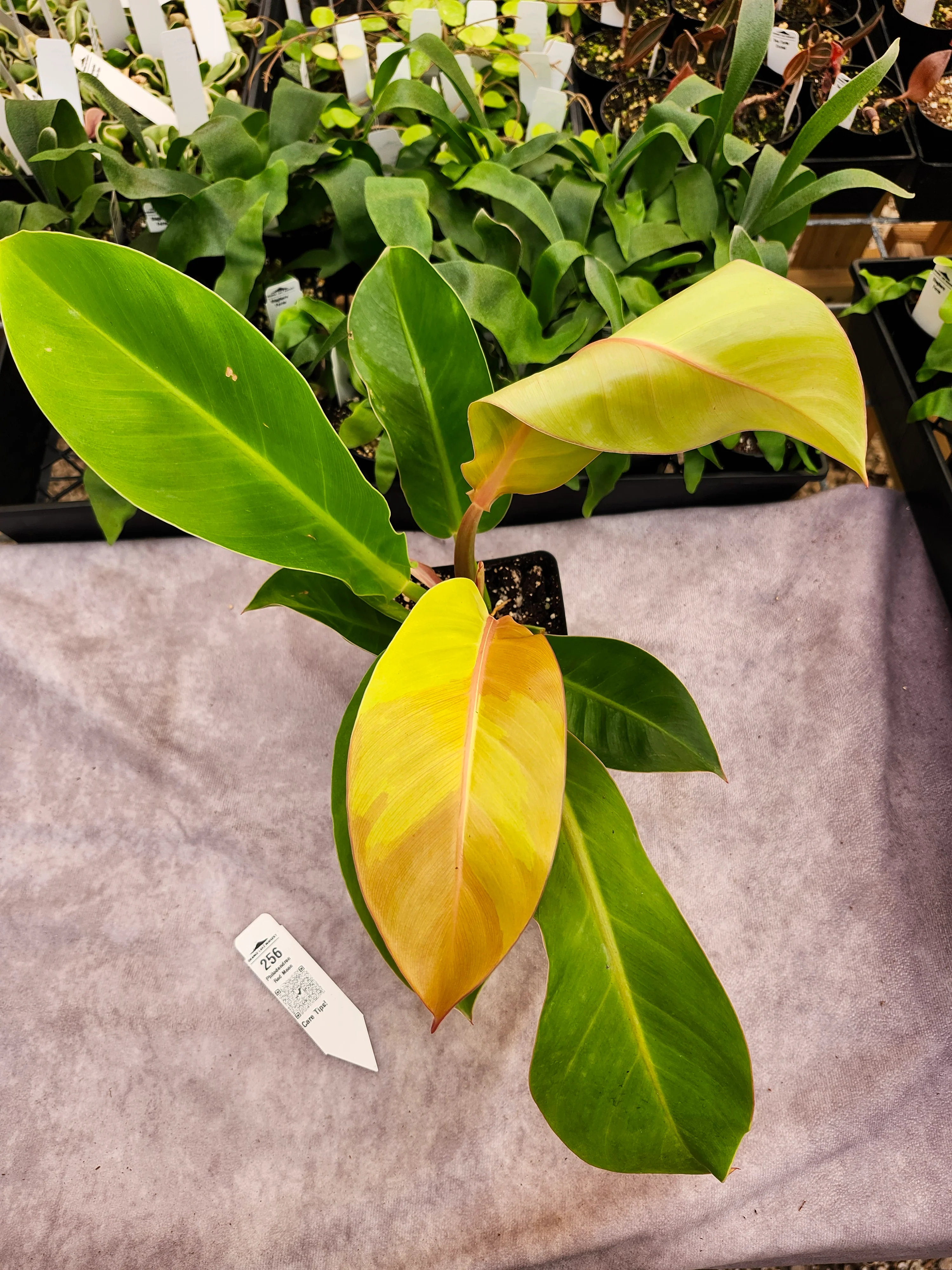 Philodendron Red Moon (4in)-256 - Image 3