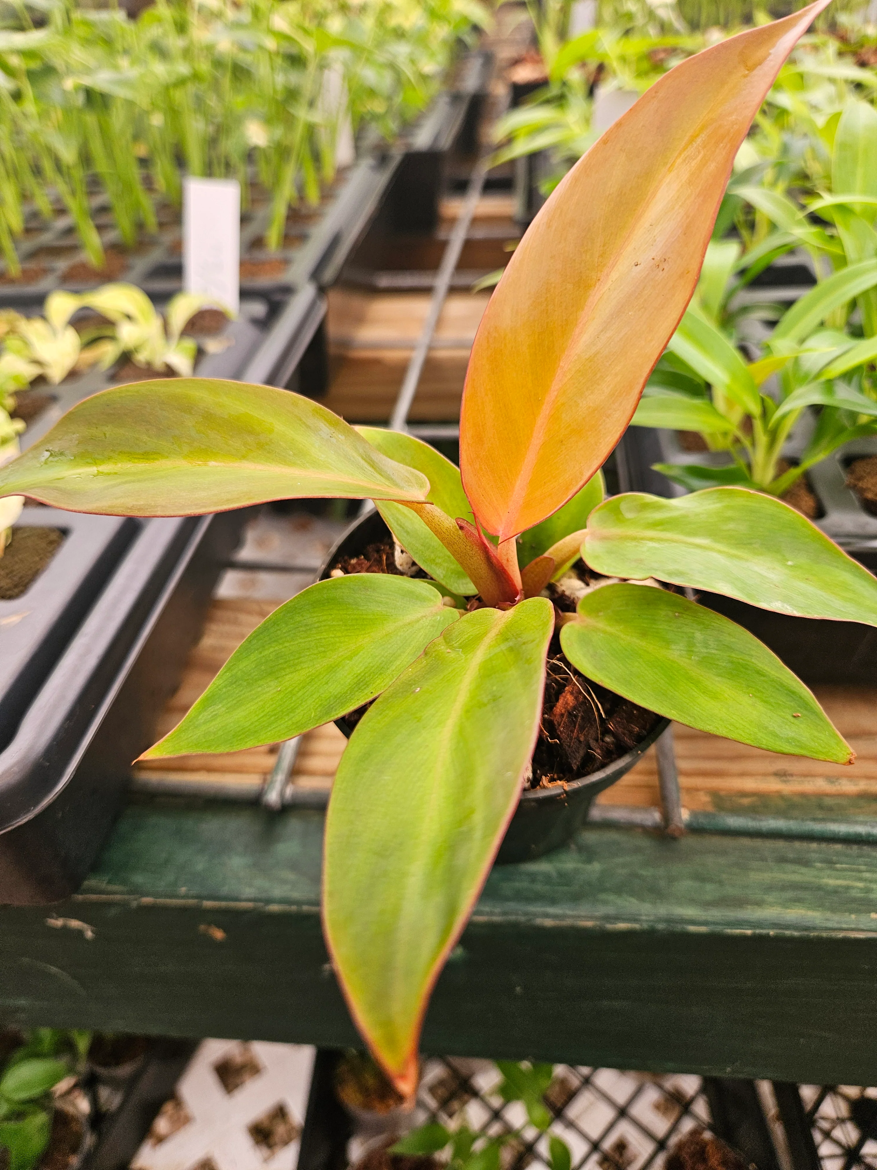 Philodendron Red Sun